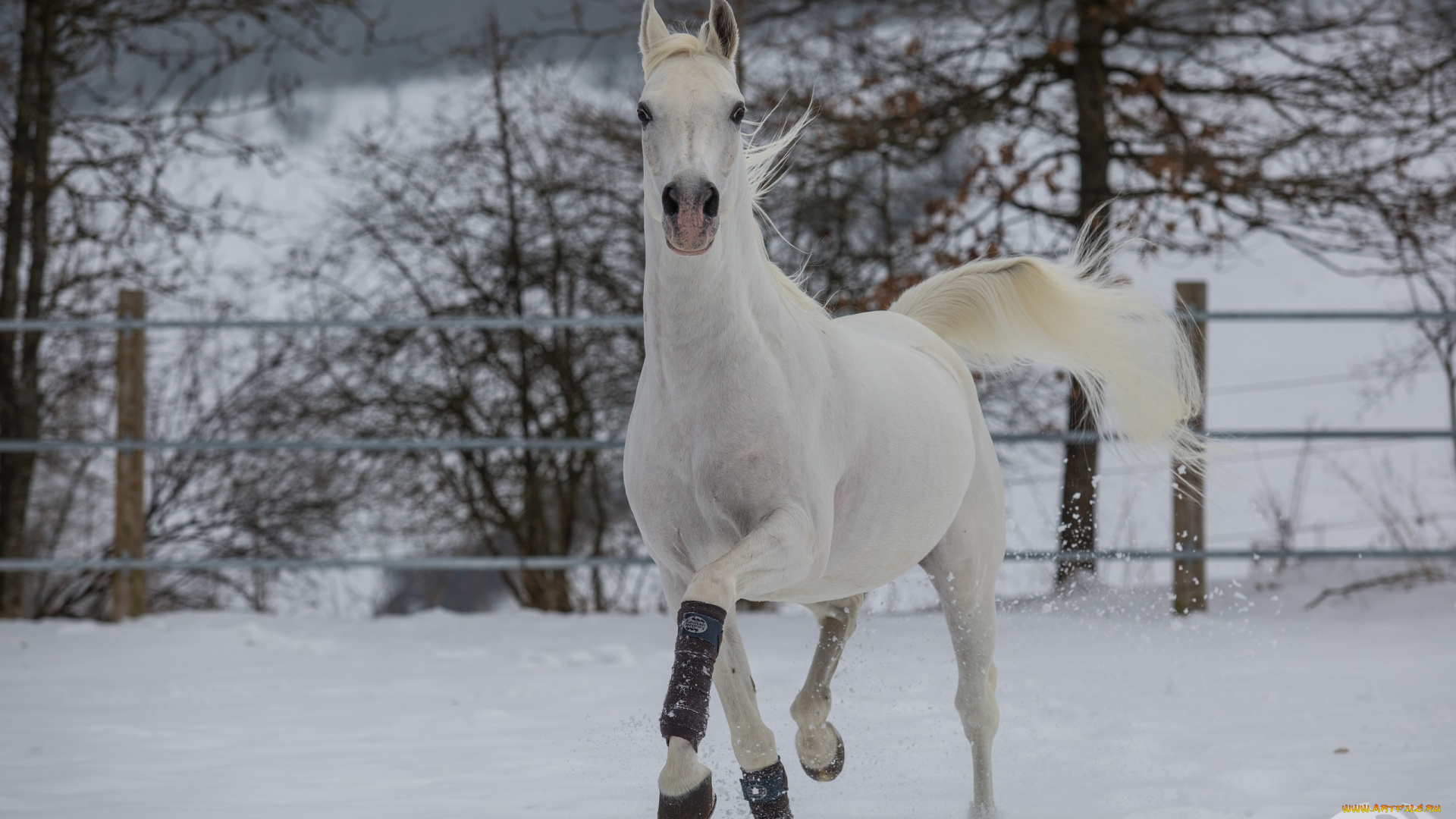 лошади на снегу без смс