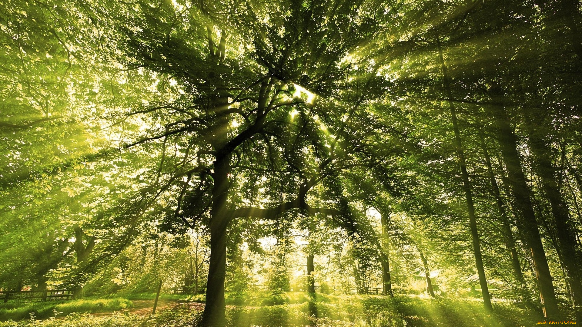 лучи, солнца, природа, деревья, лучи, солнца, пробиваются, сквозь, листья, зелень, парк