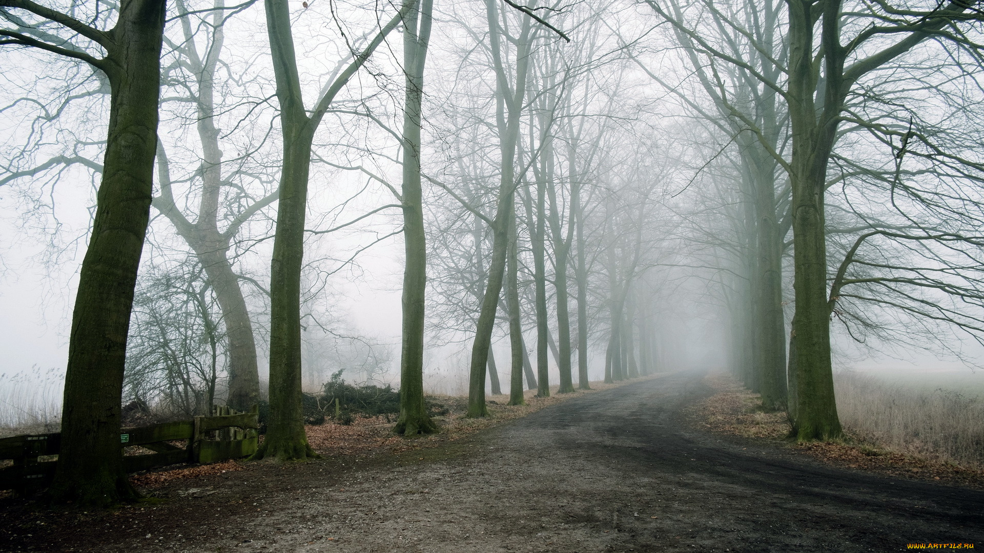 природа, дороги, туман, деревья