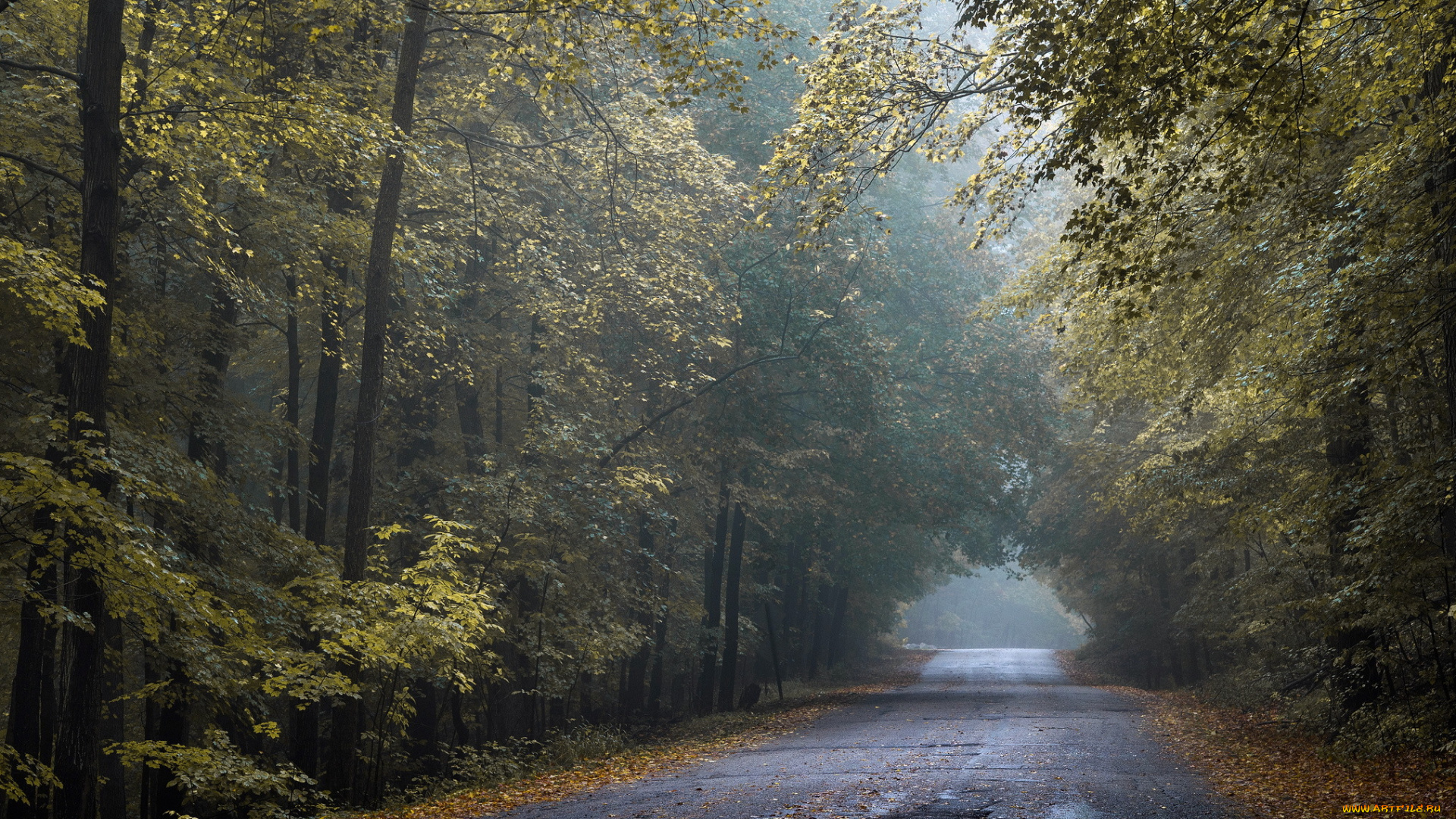 природа, дороги, tunnel, of, gold, autumn, road, wisconsin