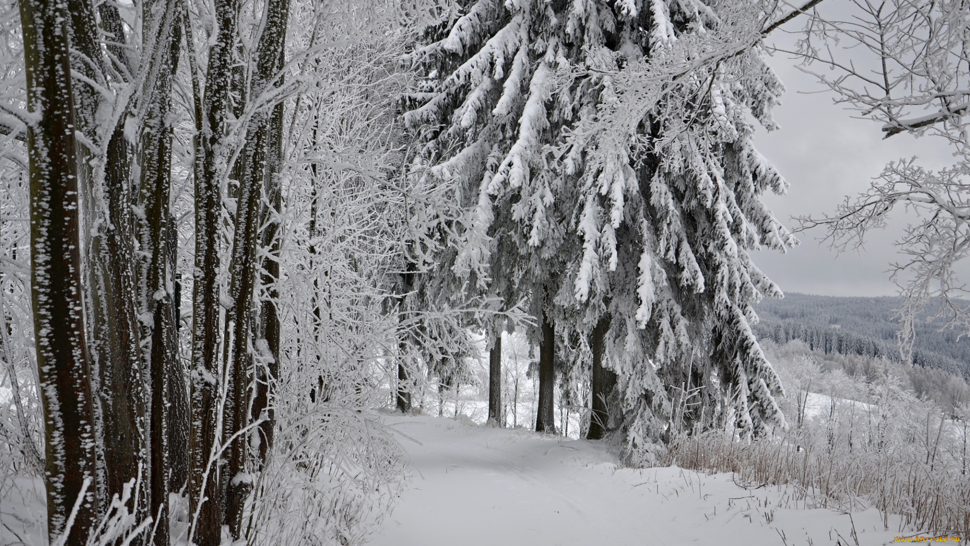 природа, зима, лес, деревья, снег, иней