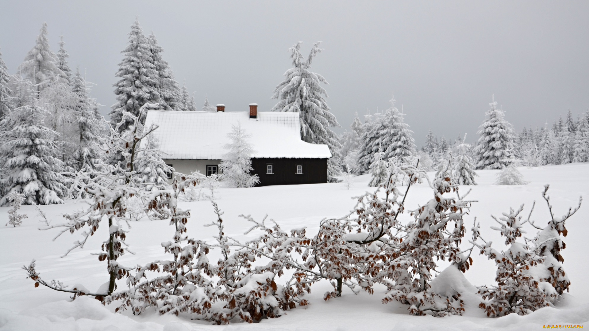 природа, зима, лес, деревья, снег, иней, дом