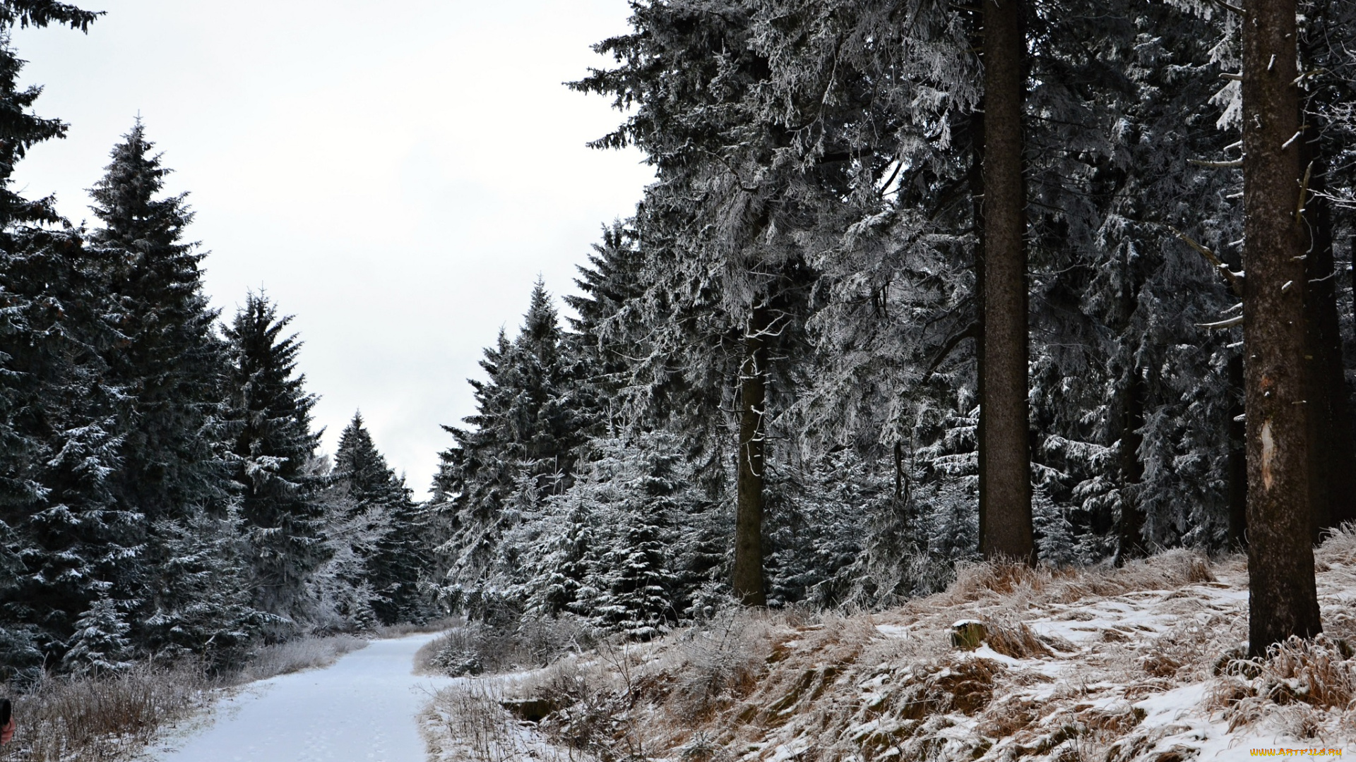 природа, зима, лес, деревья, снег, иней, дорога