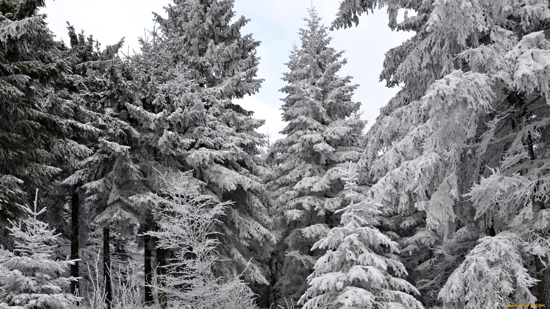природа, зима, лес, деревья, снег, иней, ели