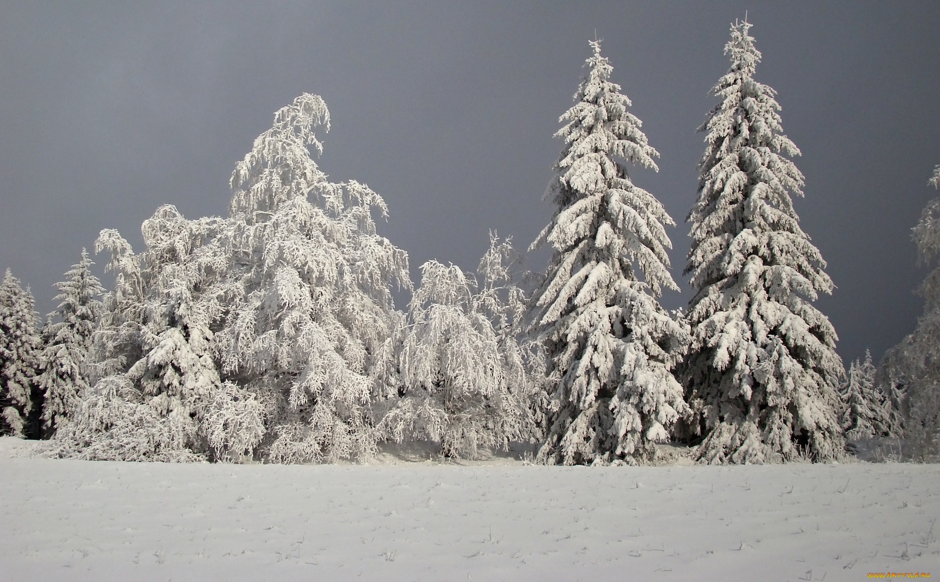 природа, зима, деревья, ели, снег
