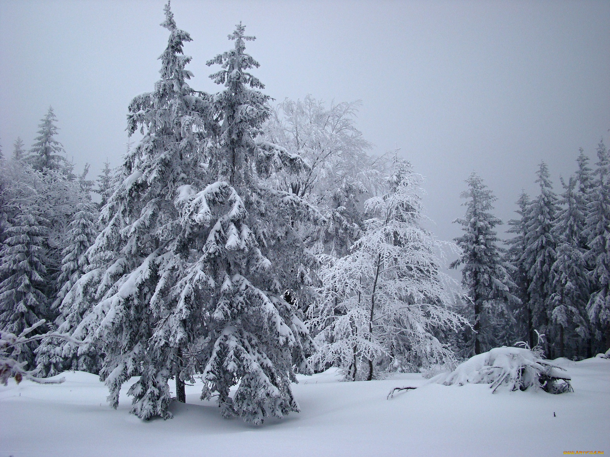 природа, зима, лес, деревья, снег, иней