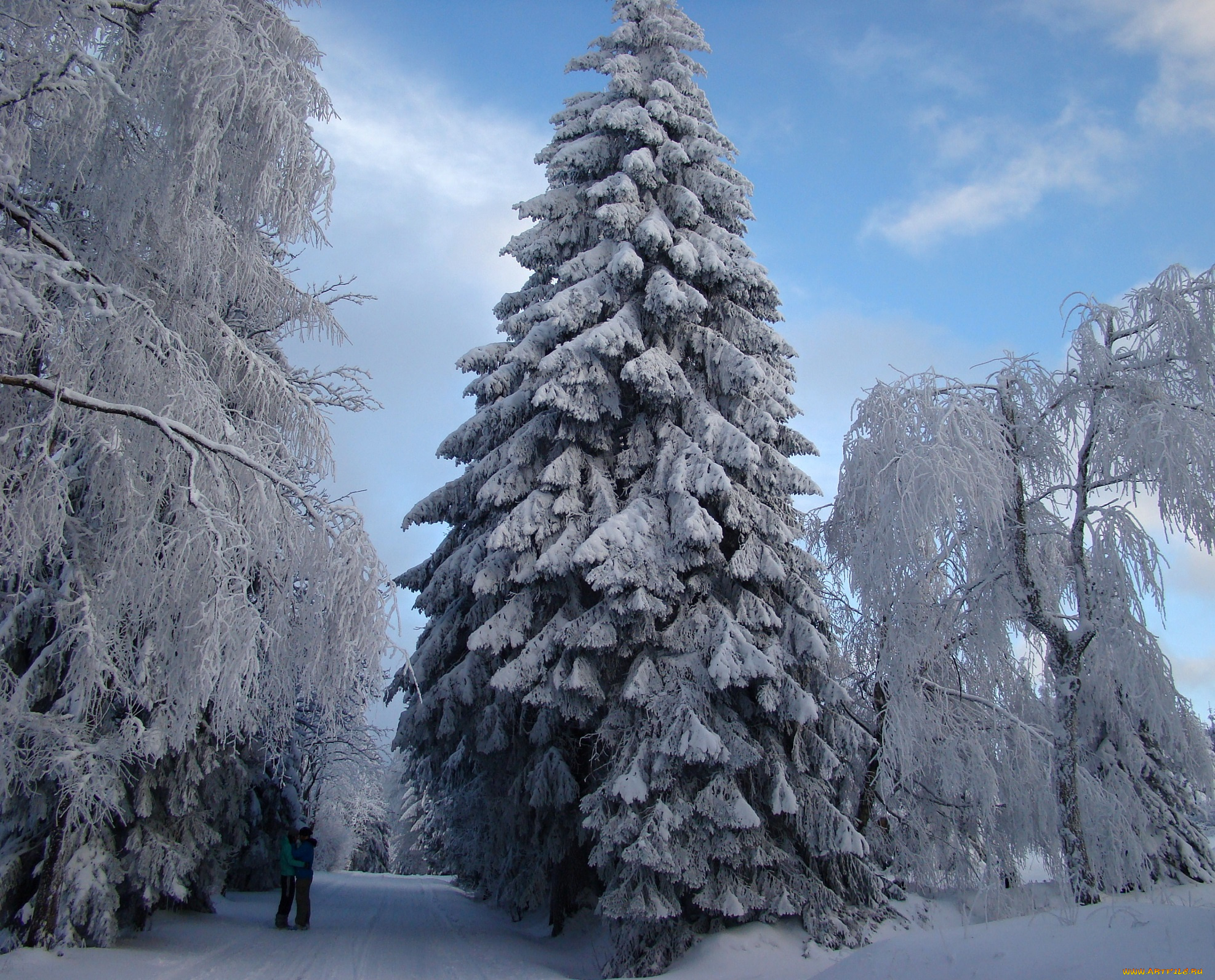 природа, зима, ели, снег, деревья