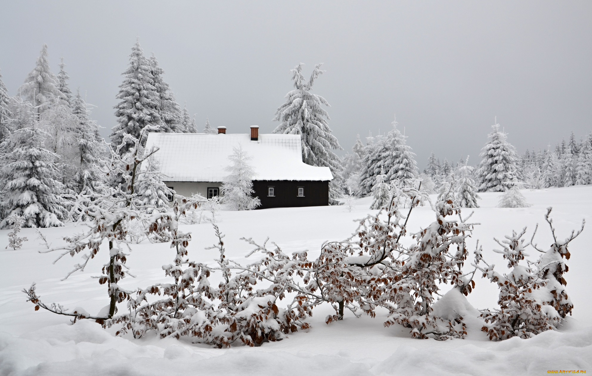 природа, зима, лес, деревья, снег, иней, дом