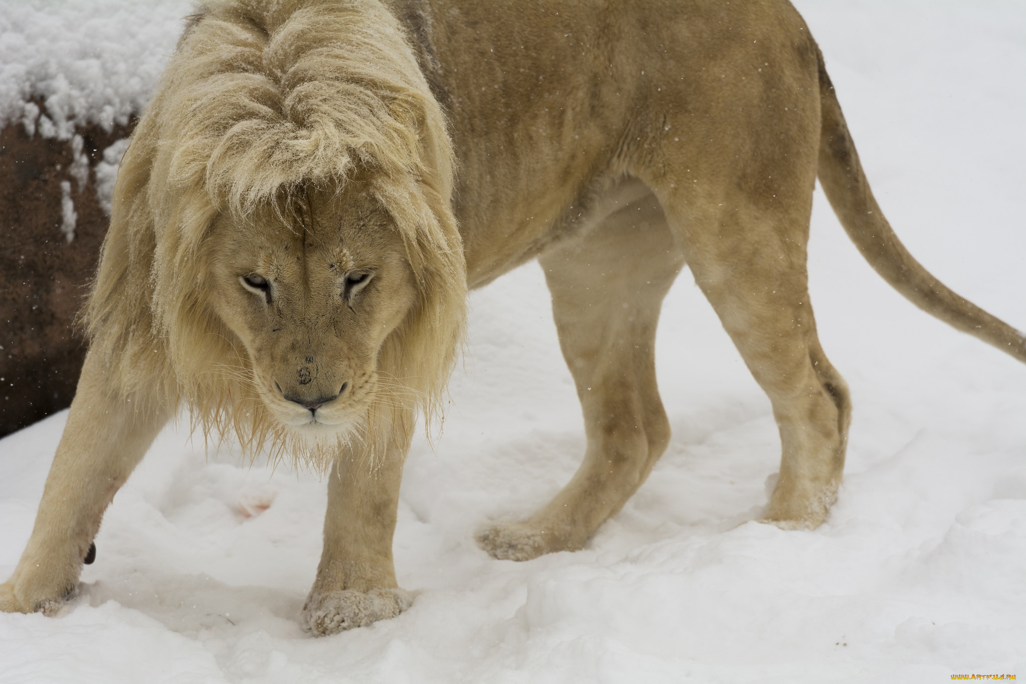 животные, львы, кошка, хищник, морда, грива, зима, снег, зоопарк