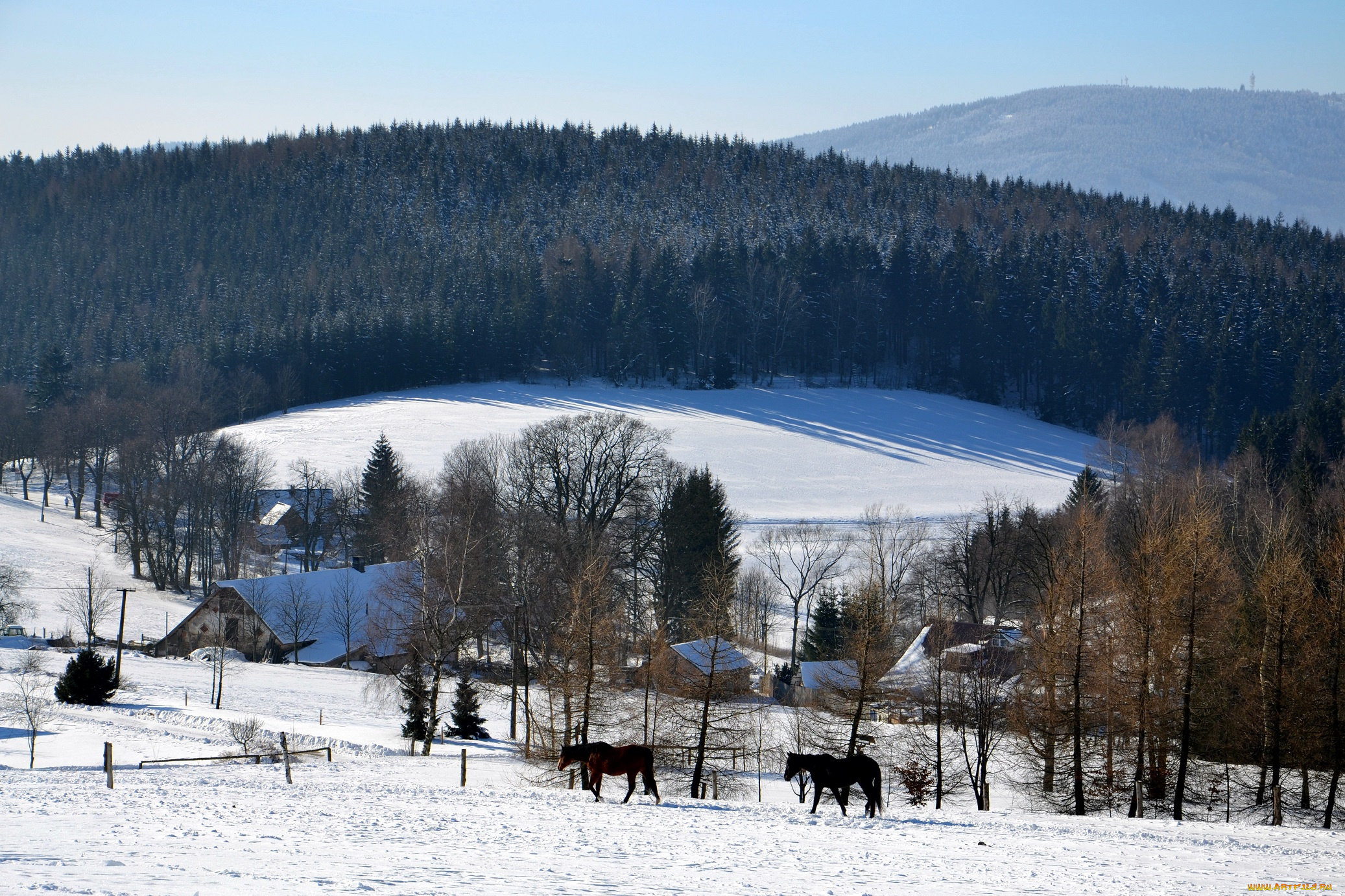 природа, зима, лес, деревья, снег, иней, дома, лошади