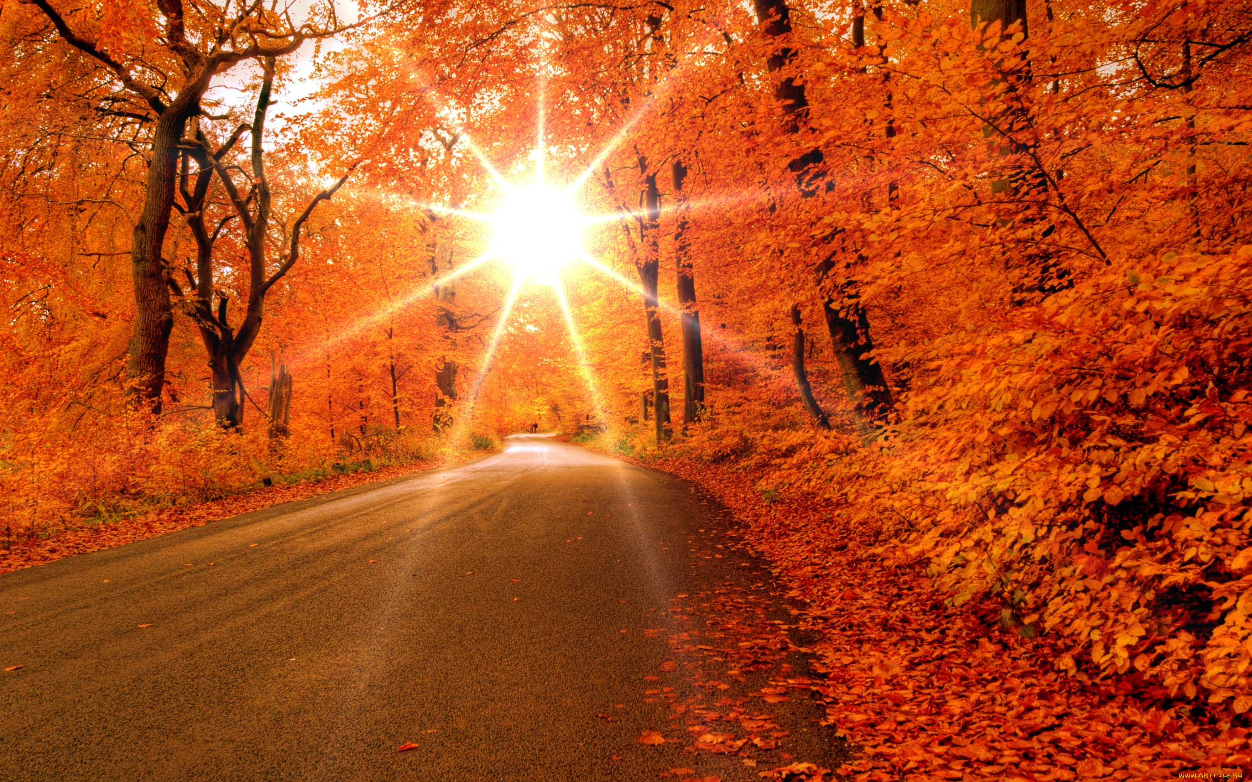 природа, дороги, рассвет, солнце, осень, дорога