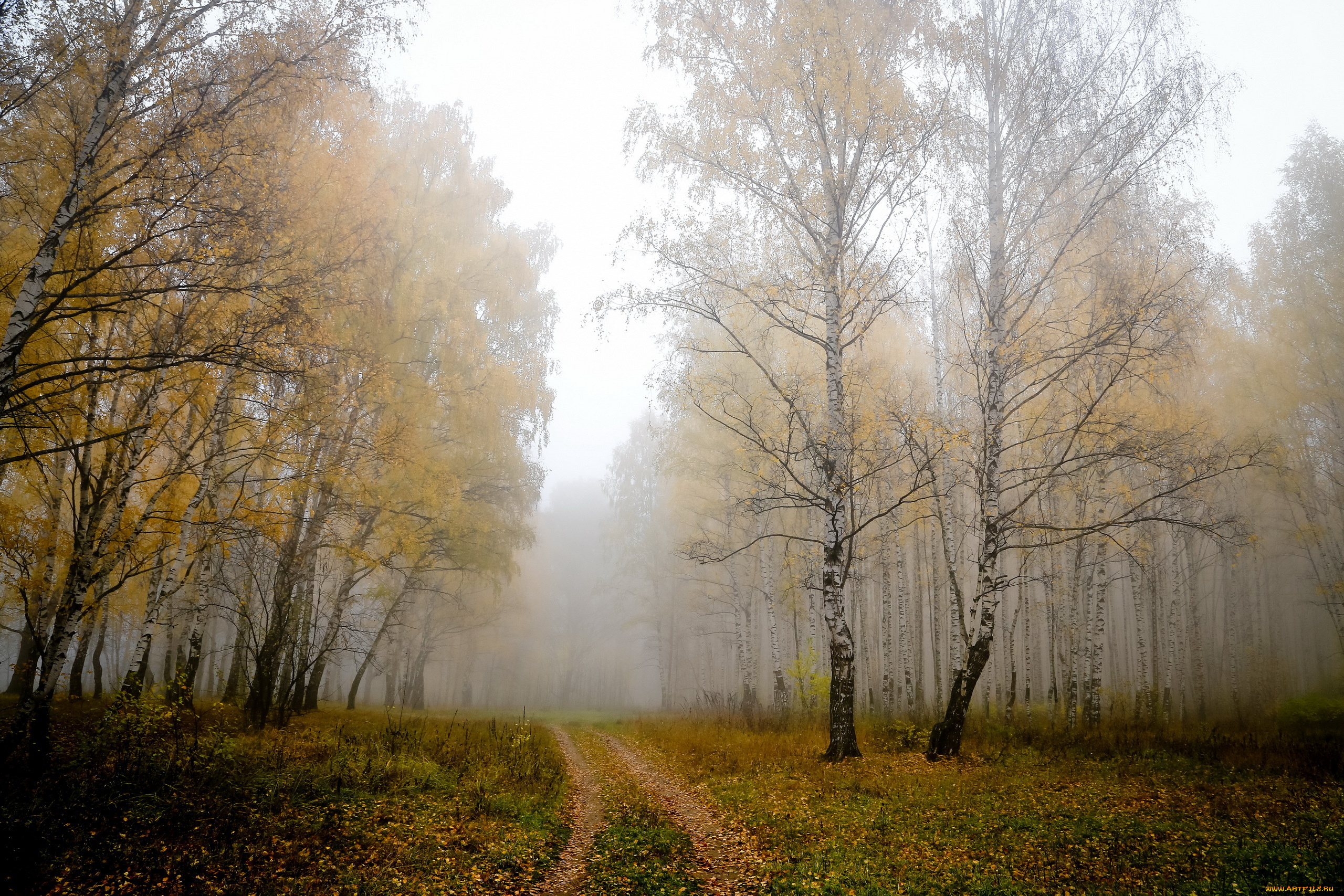 природа, дороги, деревья, березы, туман, осень