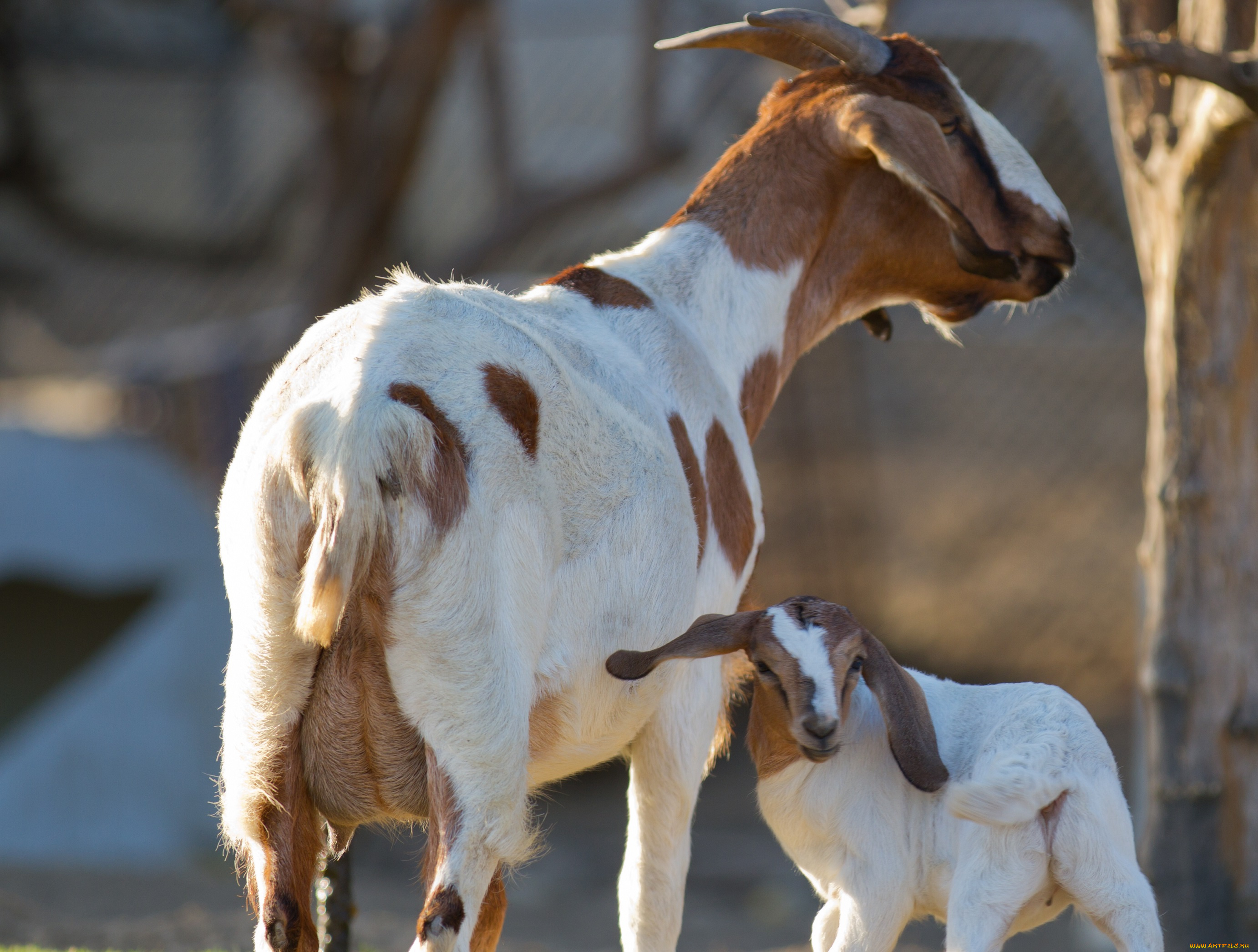 животные, козы, мама, малыш, пара, козлёнок, коза