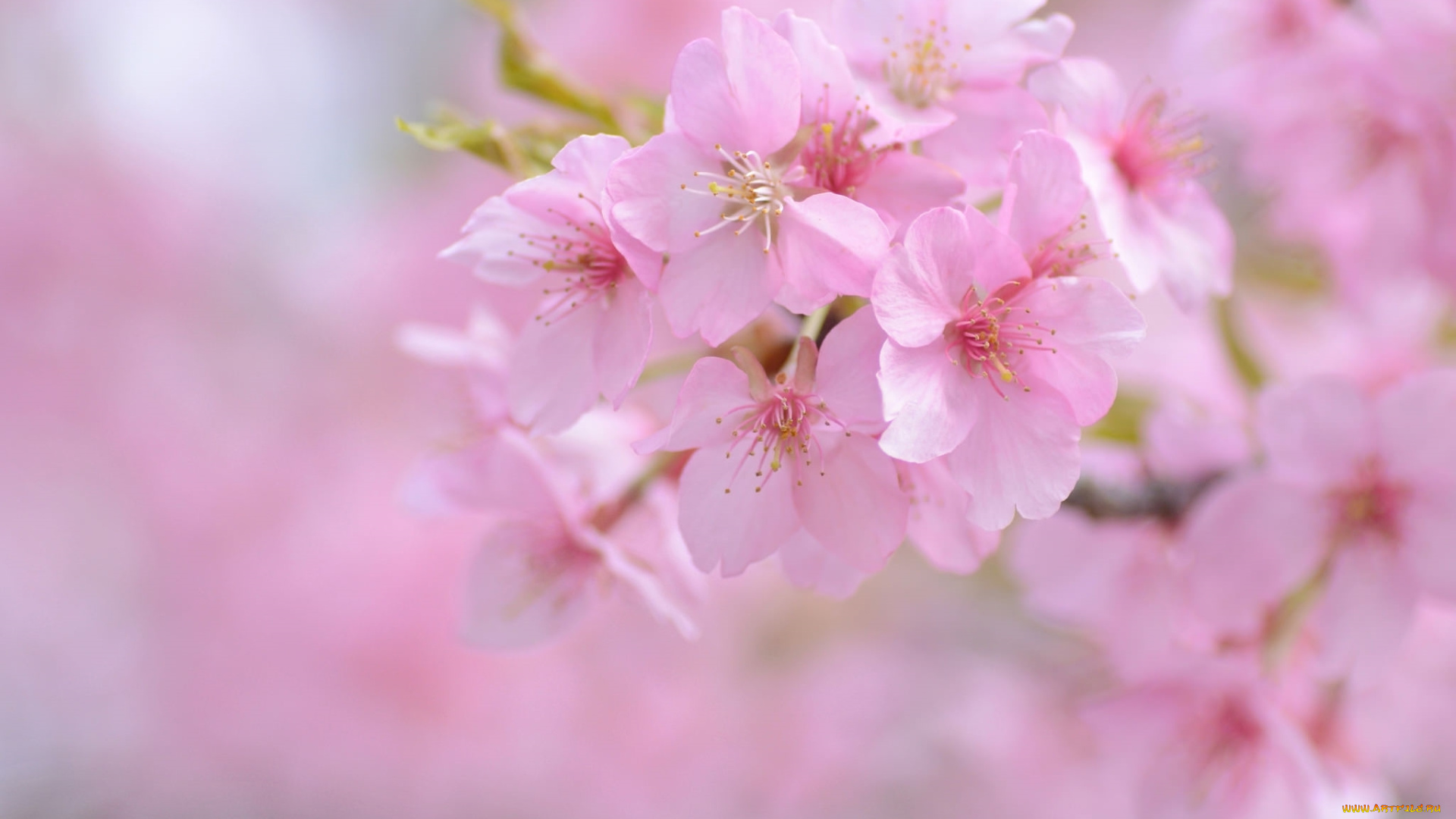 цветы, сакура, , вишня, вишня, нежность, розовый, весна
