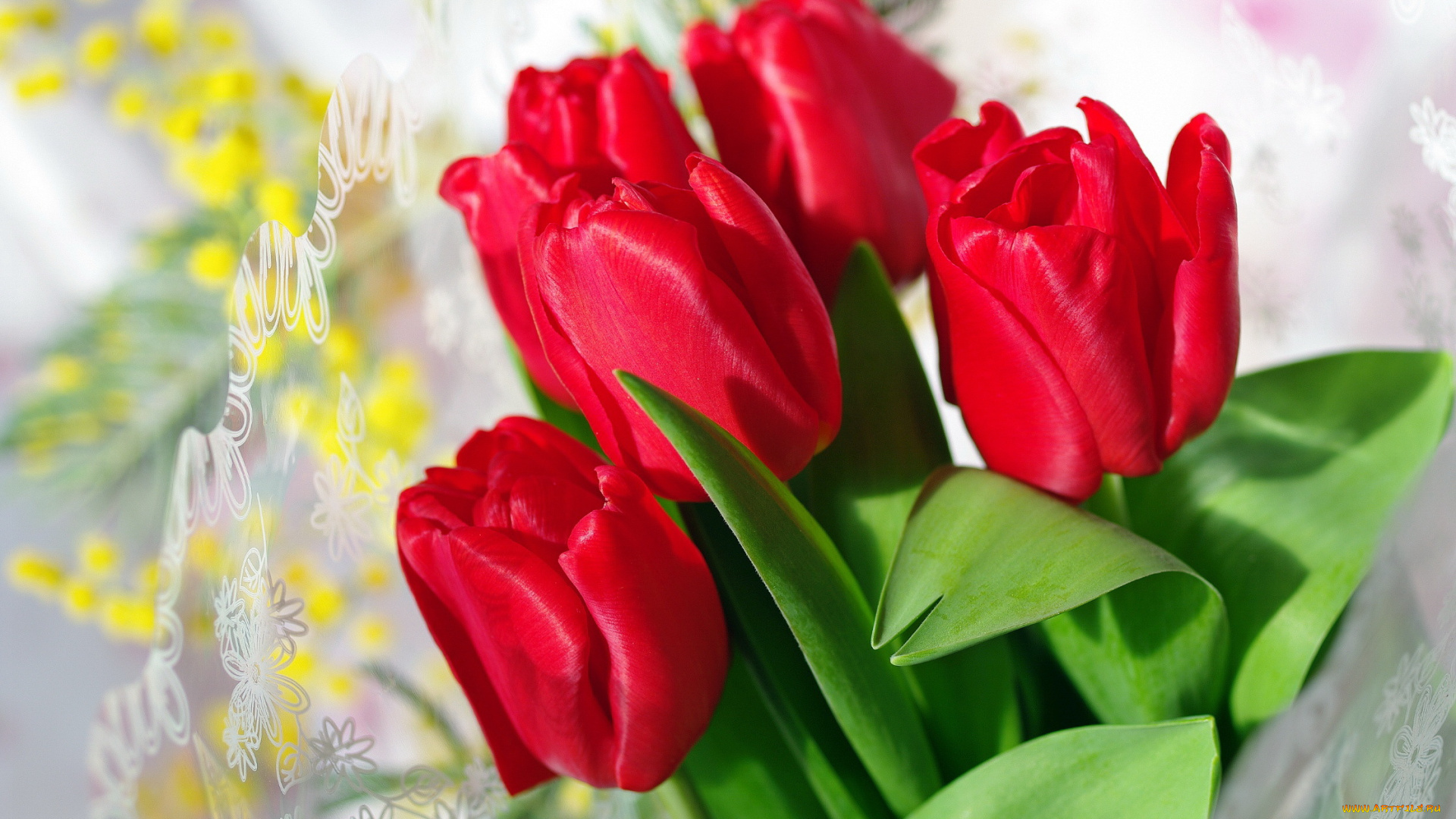цветы, тюльпаны, красный, бутоны