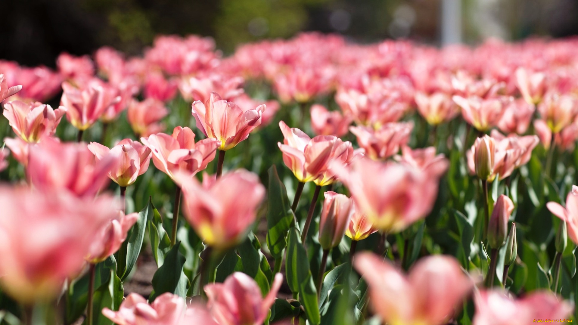 природа цветы тюльпан розовый nature flowers Tulip pink бесплатно