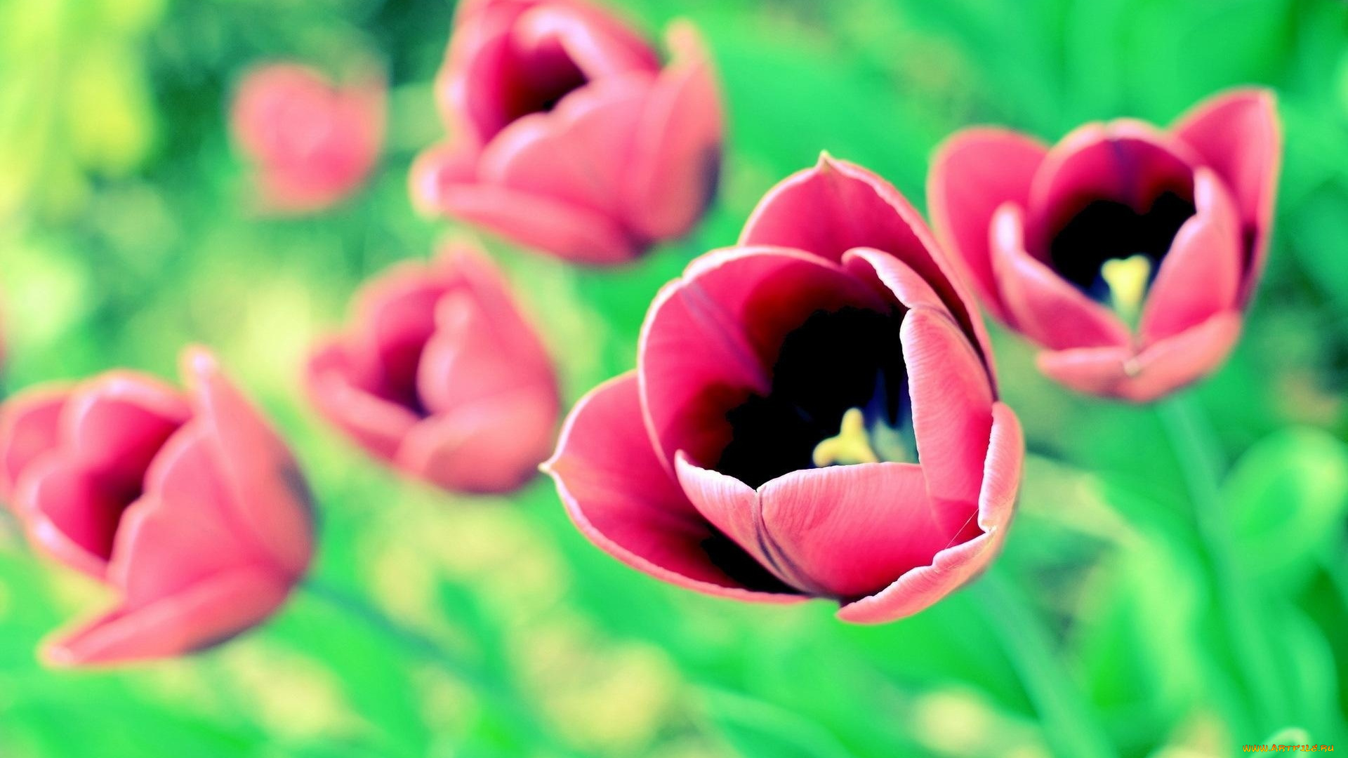 макро цветы красные природа тюльпаны без смс