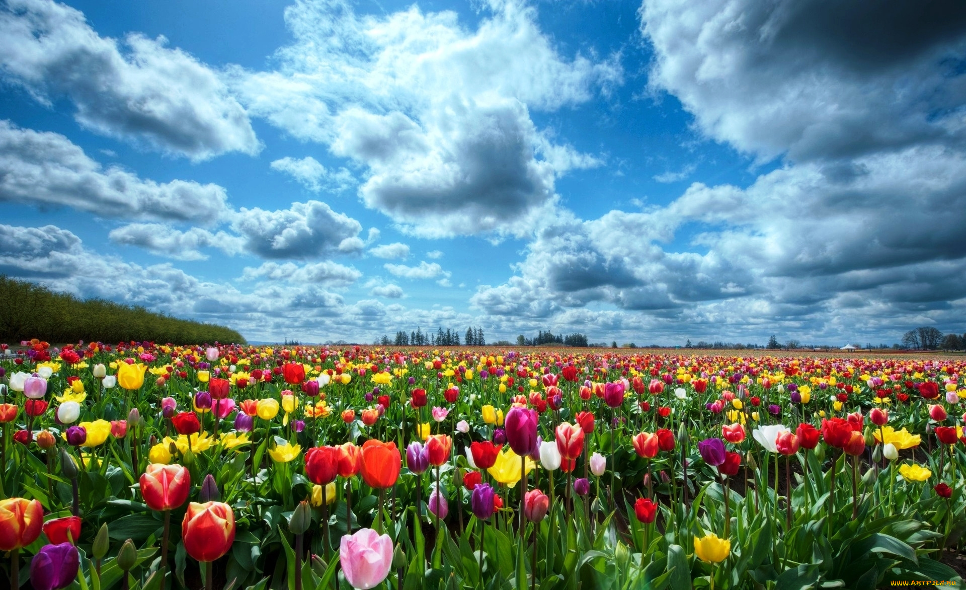 цветы, тюльпаны, тбльпаны, поле, облака, небо, разноцветные