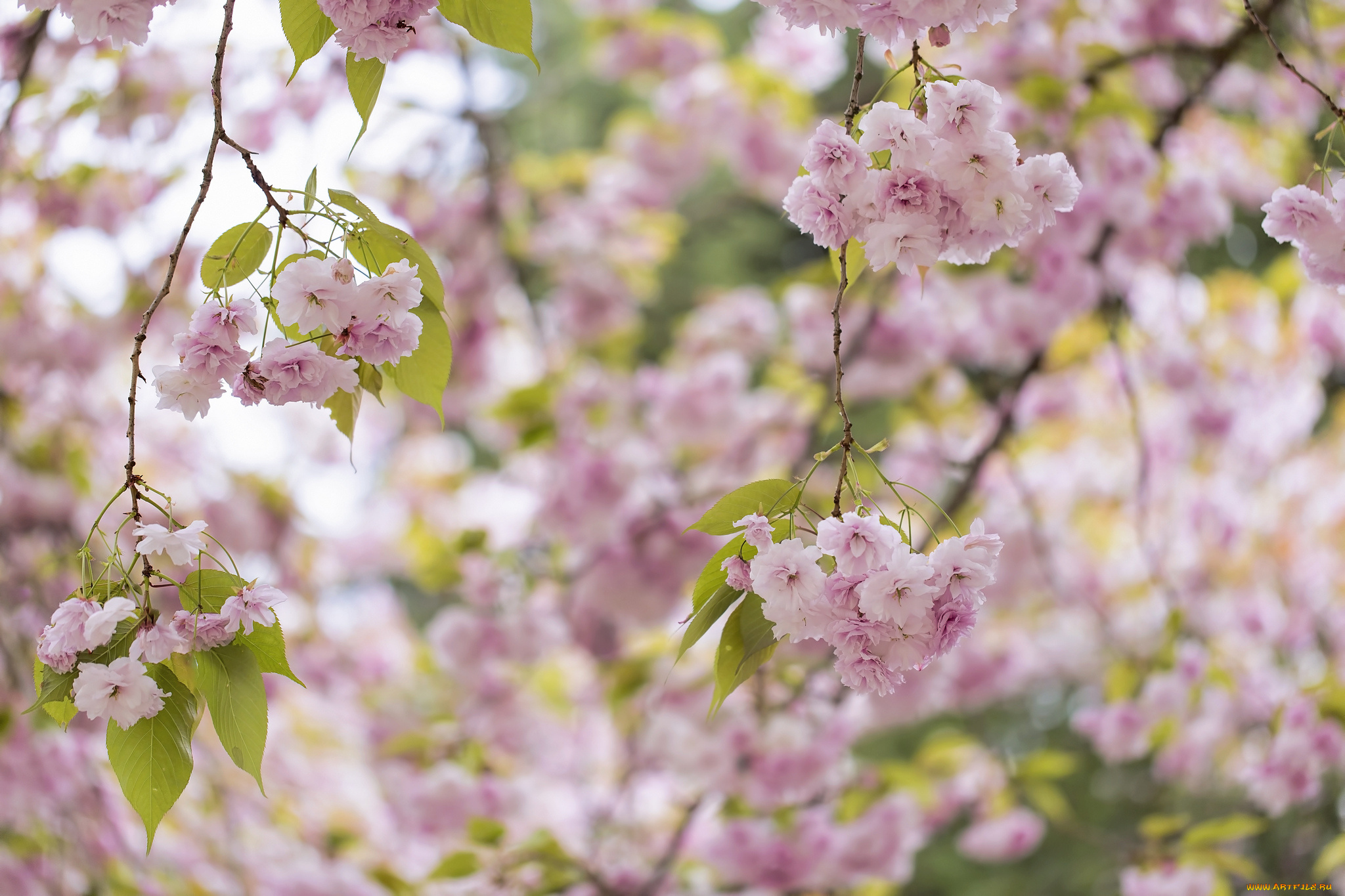 цветы, цветущие, деревья, , , кустарники, весна, розовый, сакура, дерево, цветение