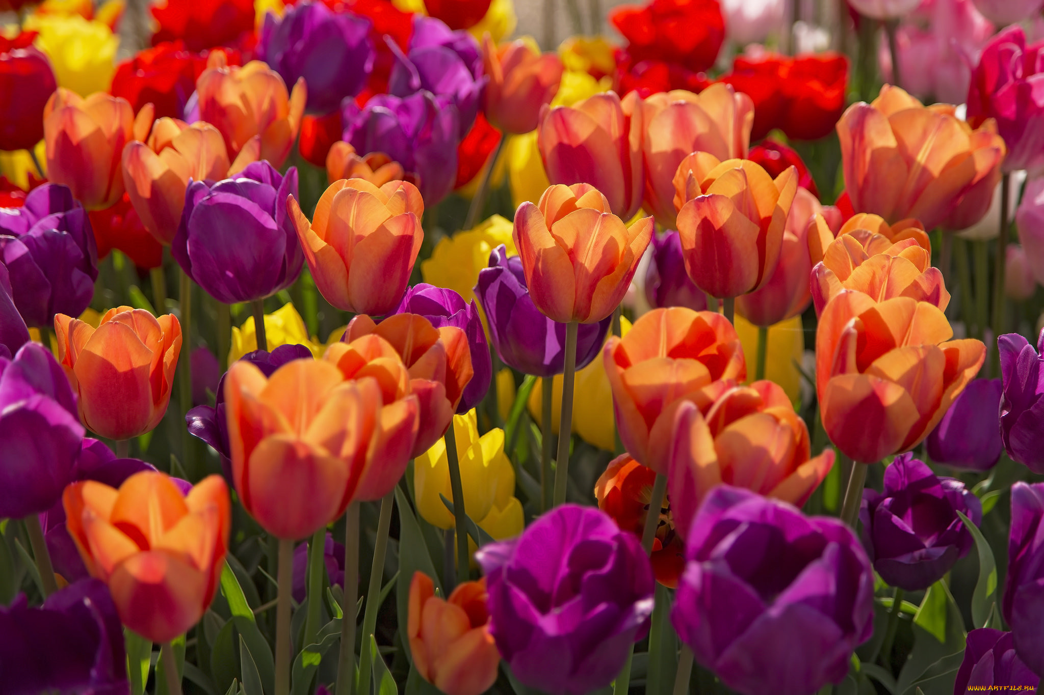 цветы, тюльпаны, лиловый, яркий, красный, желтый, весна