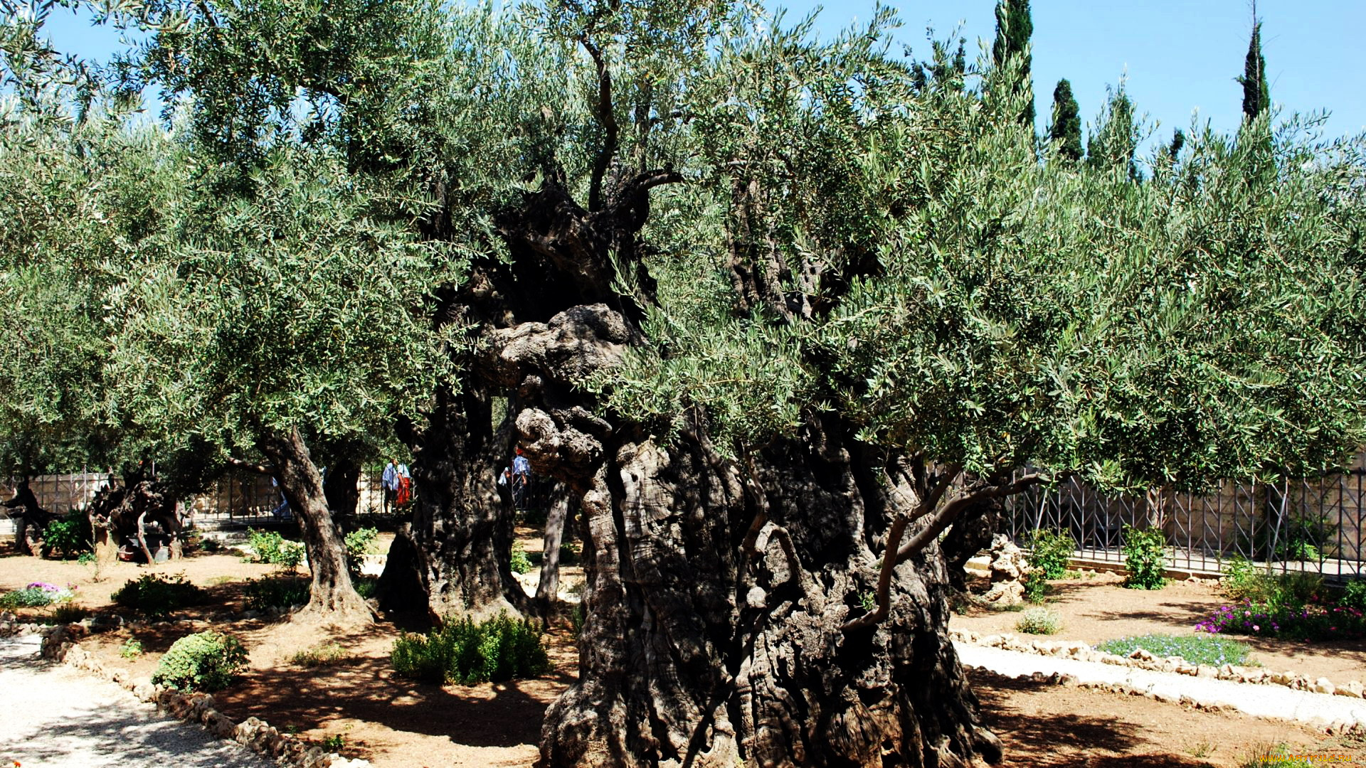 природа, деревья, старое, дерево, оливковое