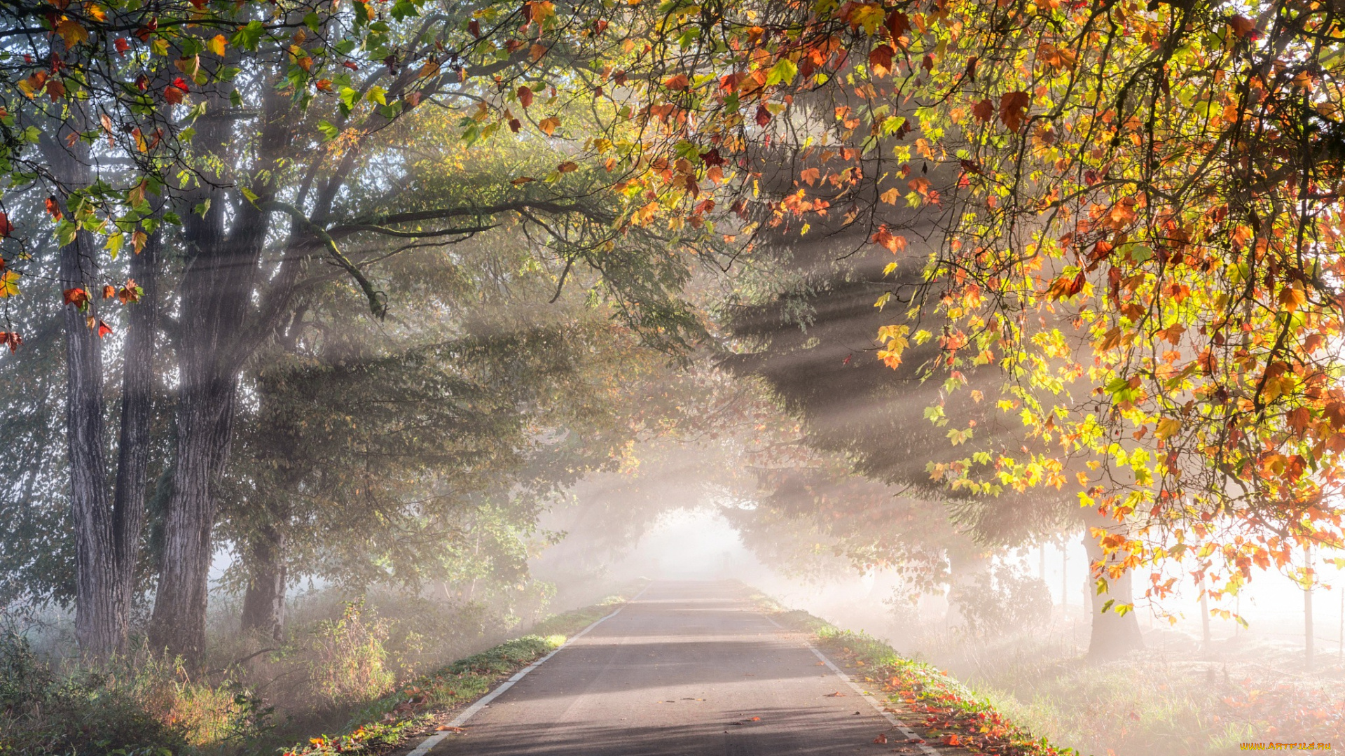 природа, дороги, осень, дорога, утро, дымка, свет, деревья, листва
