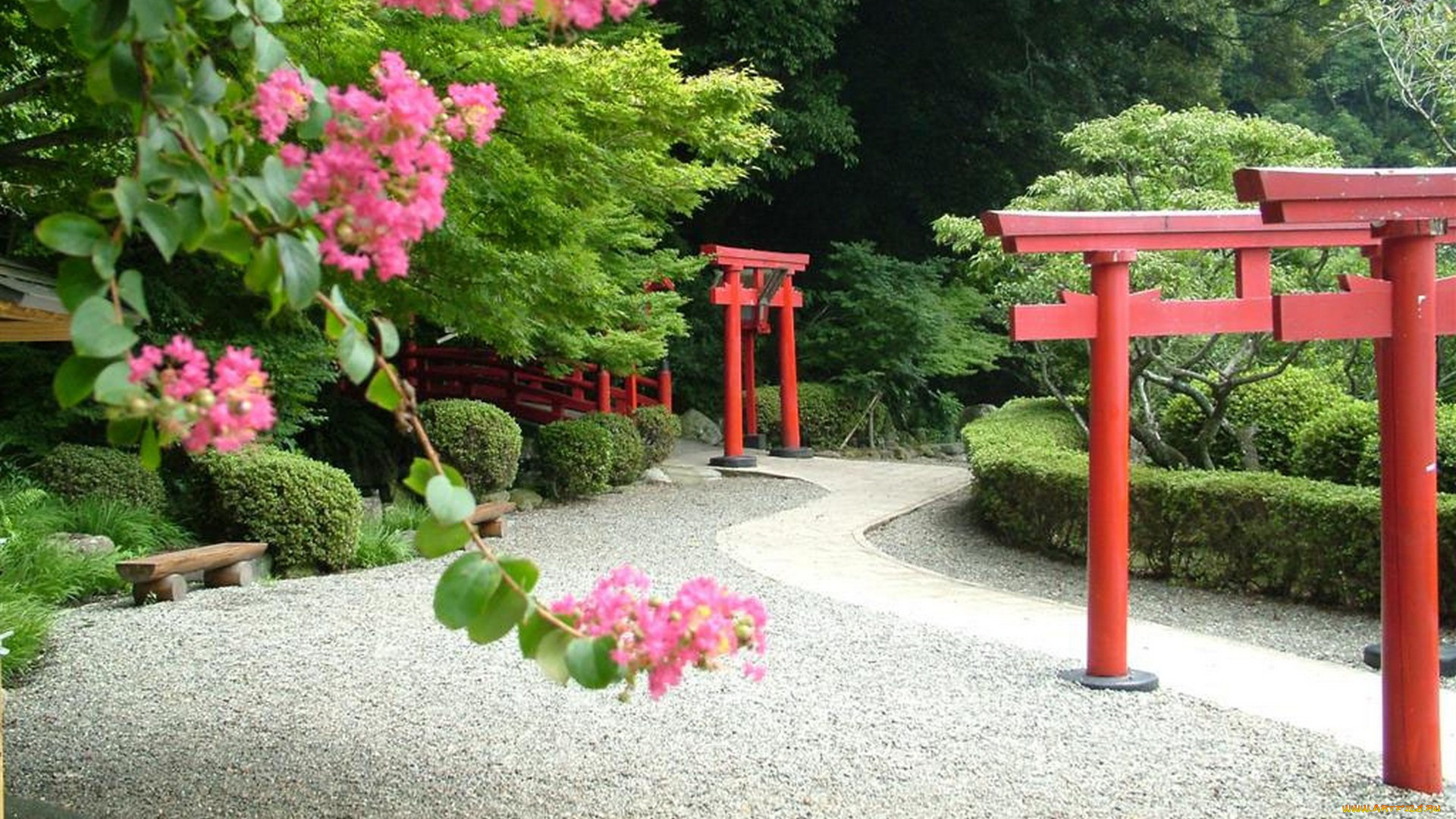 природа, парк, арки, мост, Япония, аллея, цветение, деревья