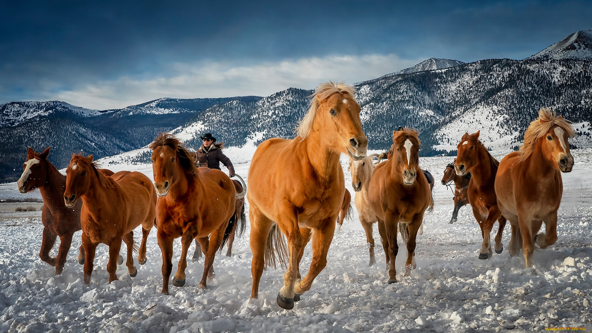 животные, лошади, колорадо, табун, горы, зима, кони