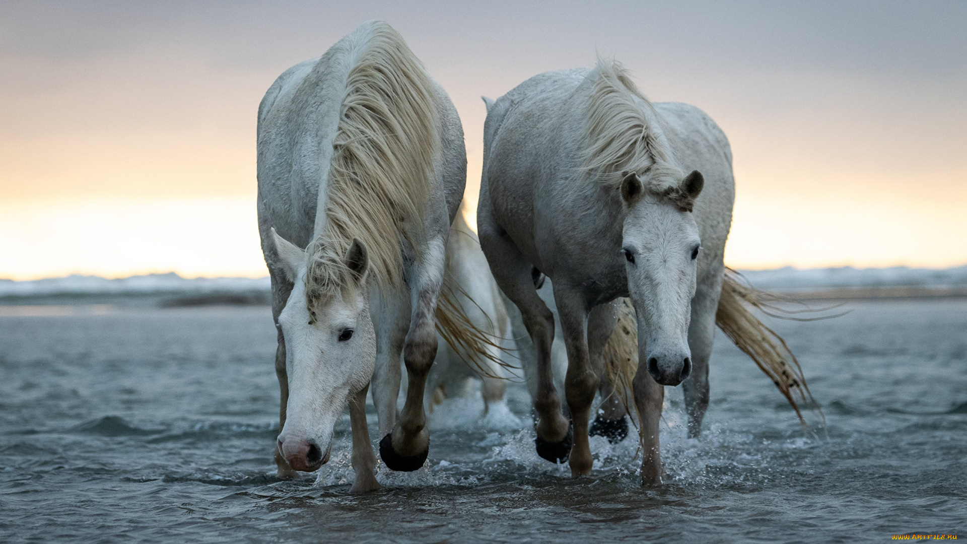 животные, лошади, пара, белые, море