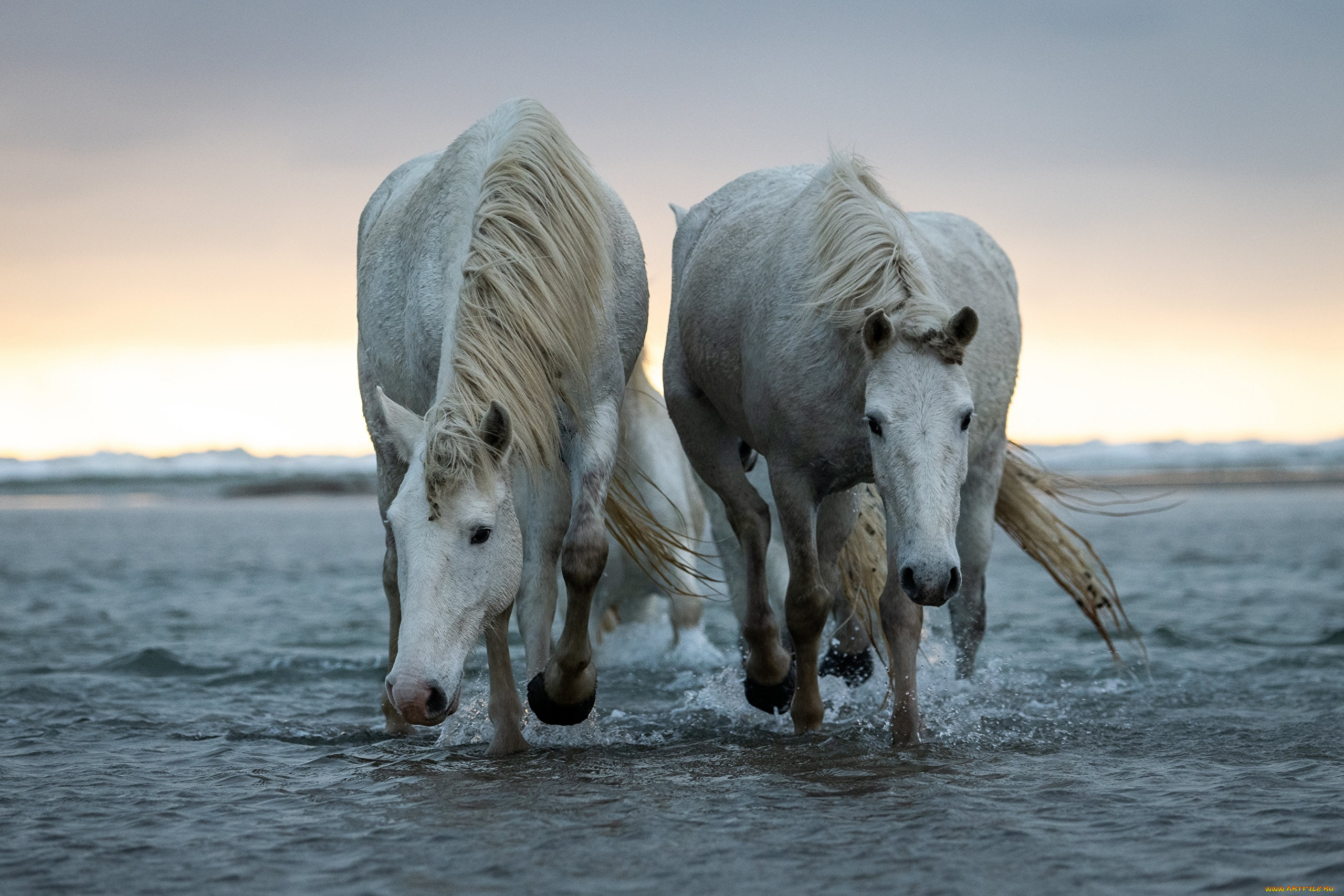 животные, лошади, пара, белые, море