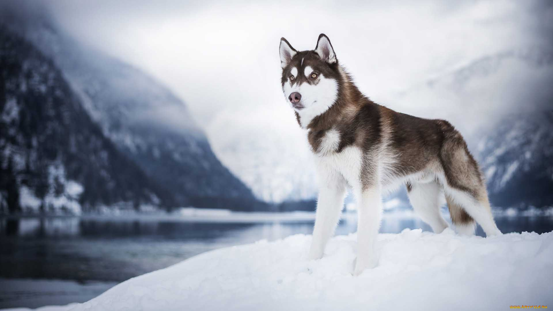 животные, собаки, сибирская, хаски, собака, стоя, на, снегу, размытый, фон, заснеженные, горы