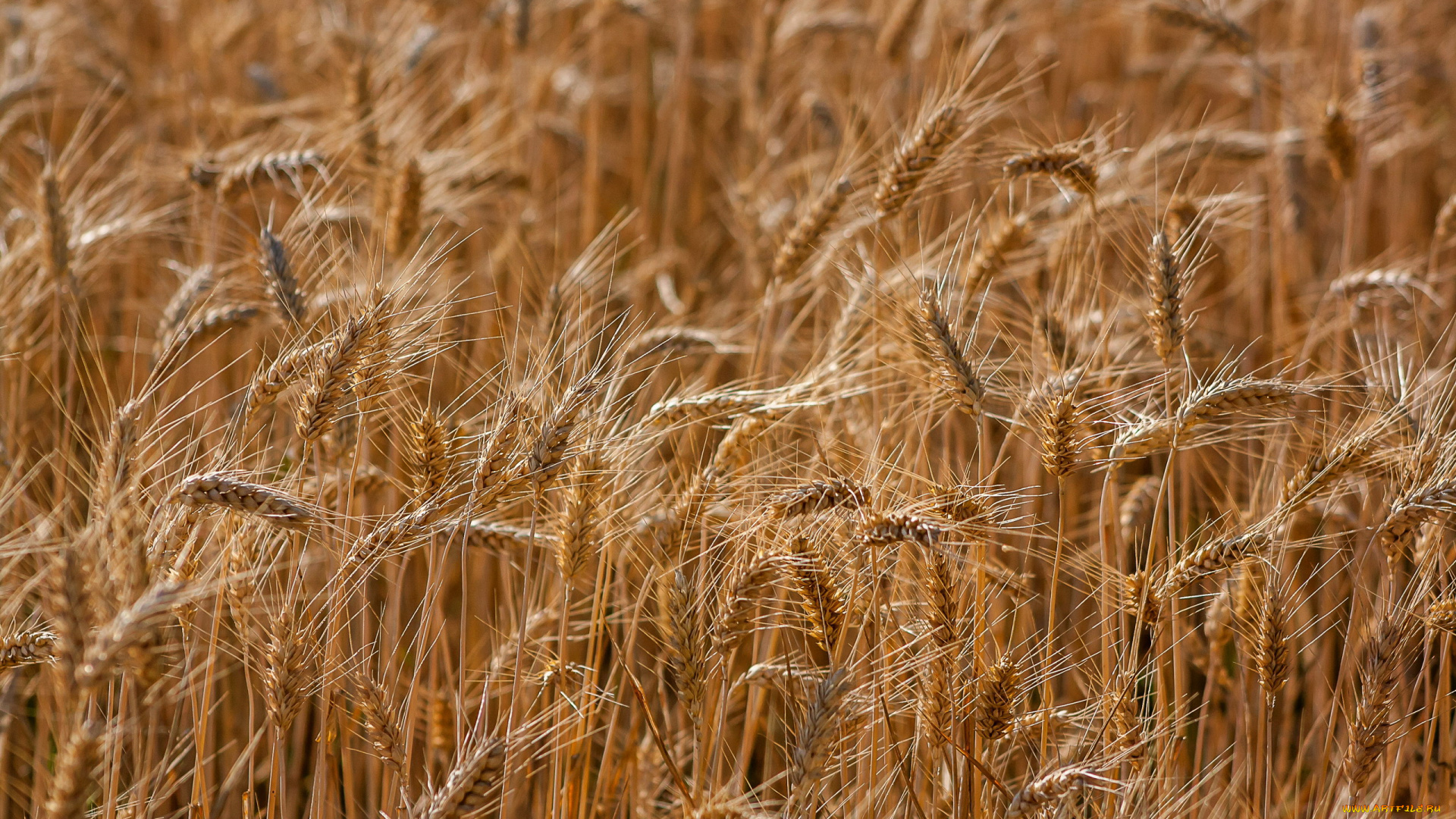 природа, поля, поле, пшеница, колосья