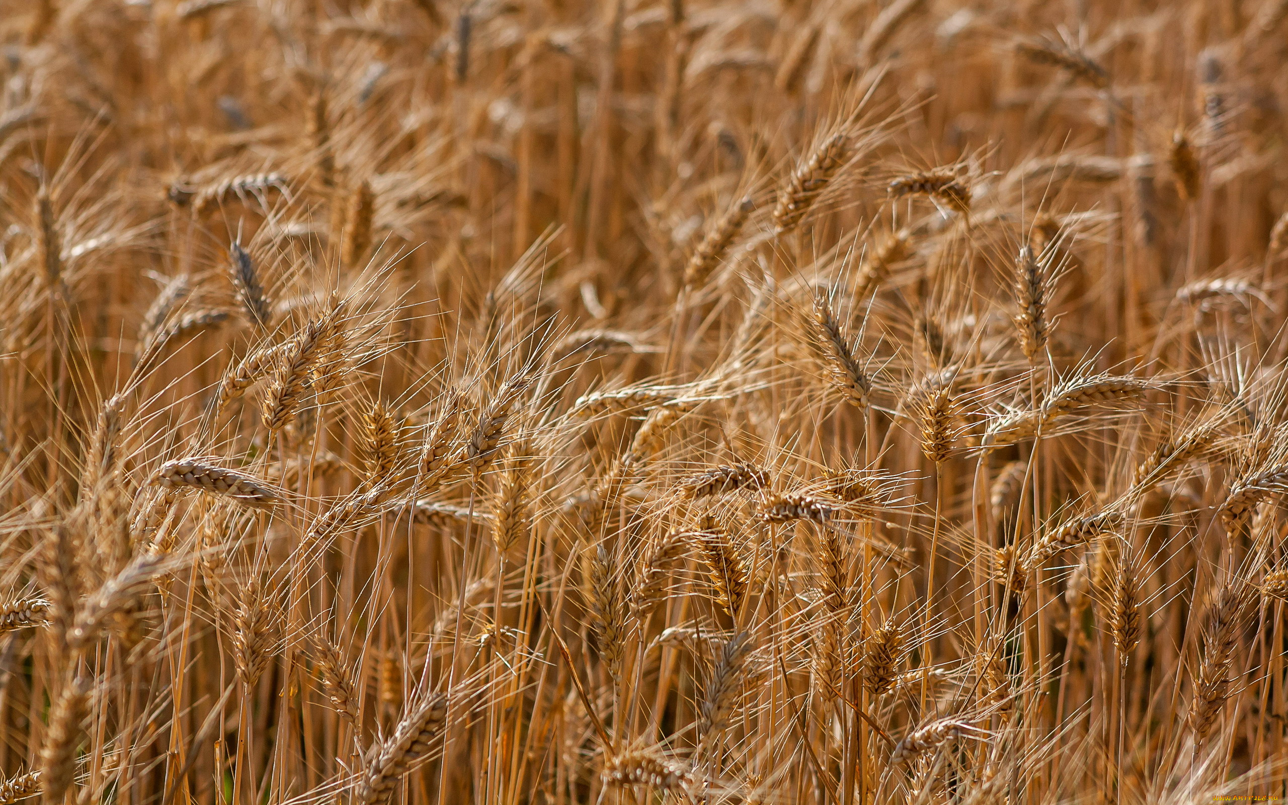 природа, поля, поле, пшеница, колосья