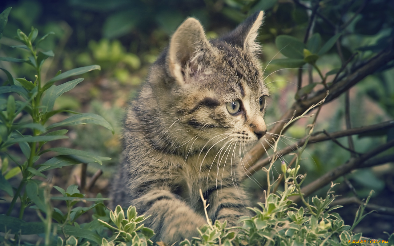 животные, коты