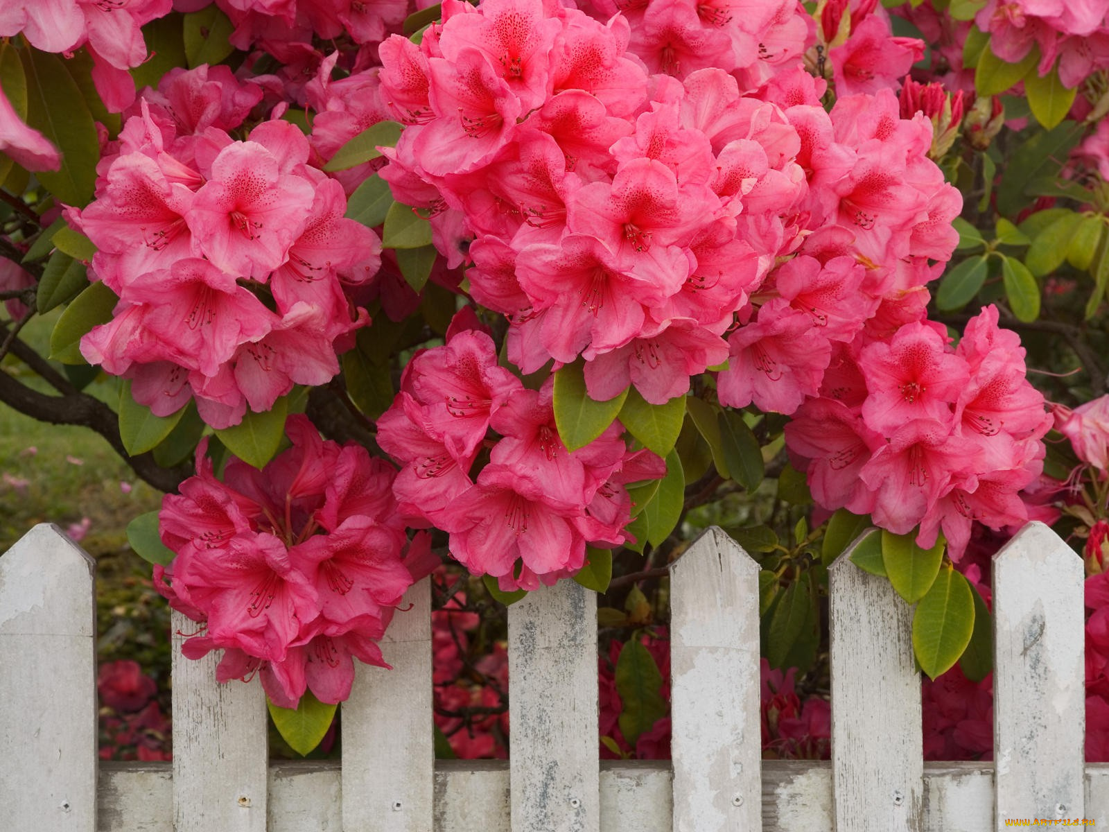 rhododendron, and, fence, reedsport, oregon, цветы, рододендроны, азалии