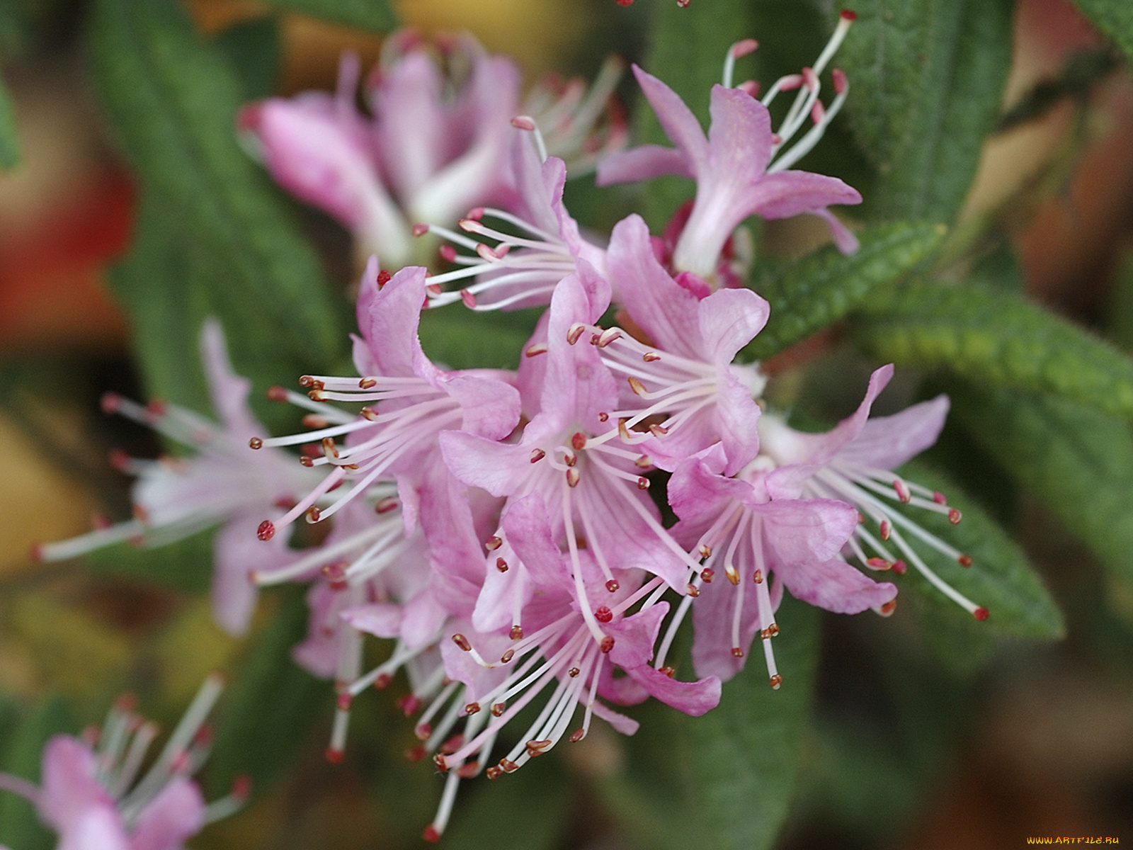 rhododendron, цветы, рододендроны, азалии