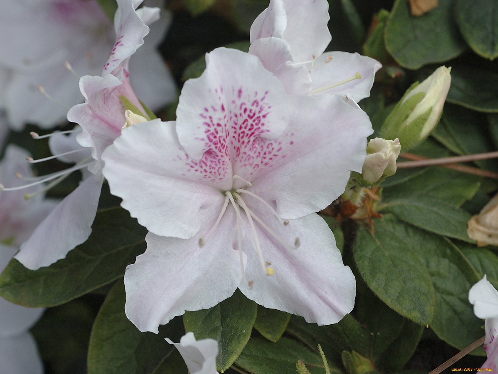 rhododendrons, цветы, рододендроны, азалии