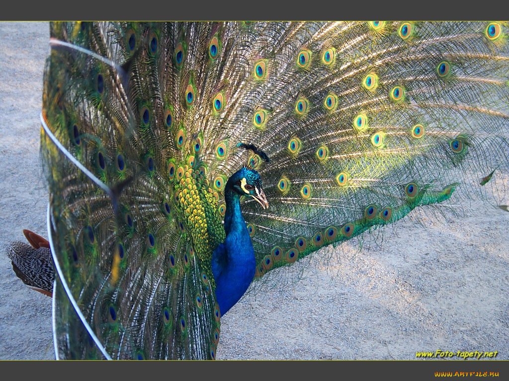 животные, павлины