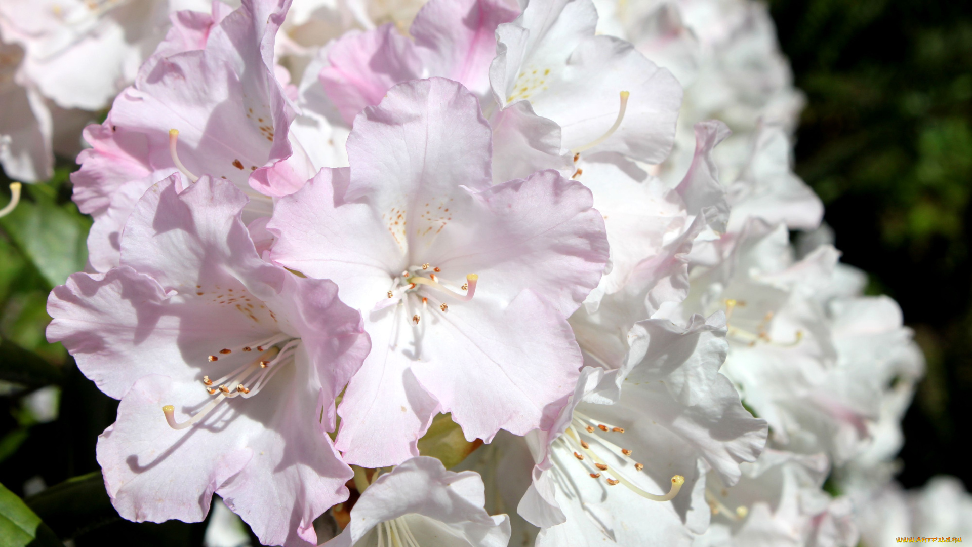 цветы, рододендроны, азалии, бледно-розовый