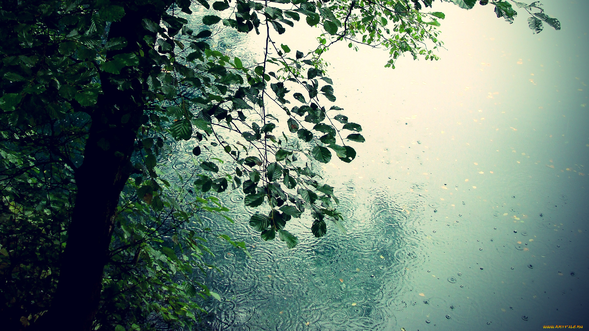 природа, деревья, листья, капли, дождь, романтика, лужи