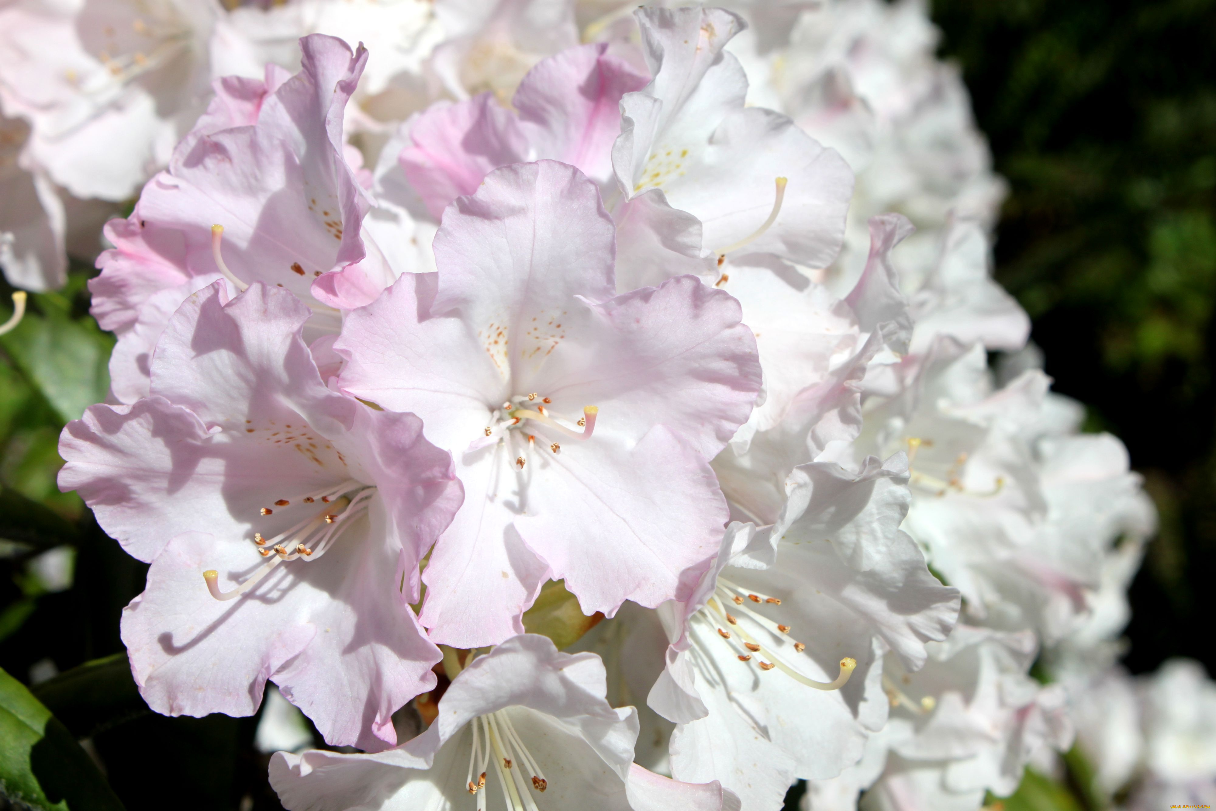 цветы, рододендроны, азалии, бледно-розовый