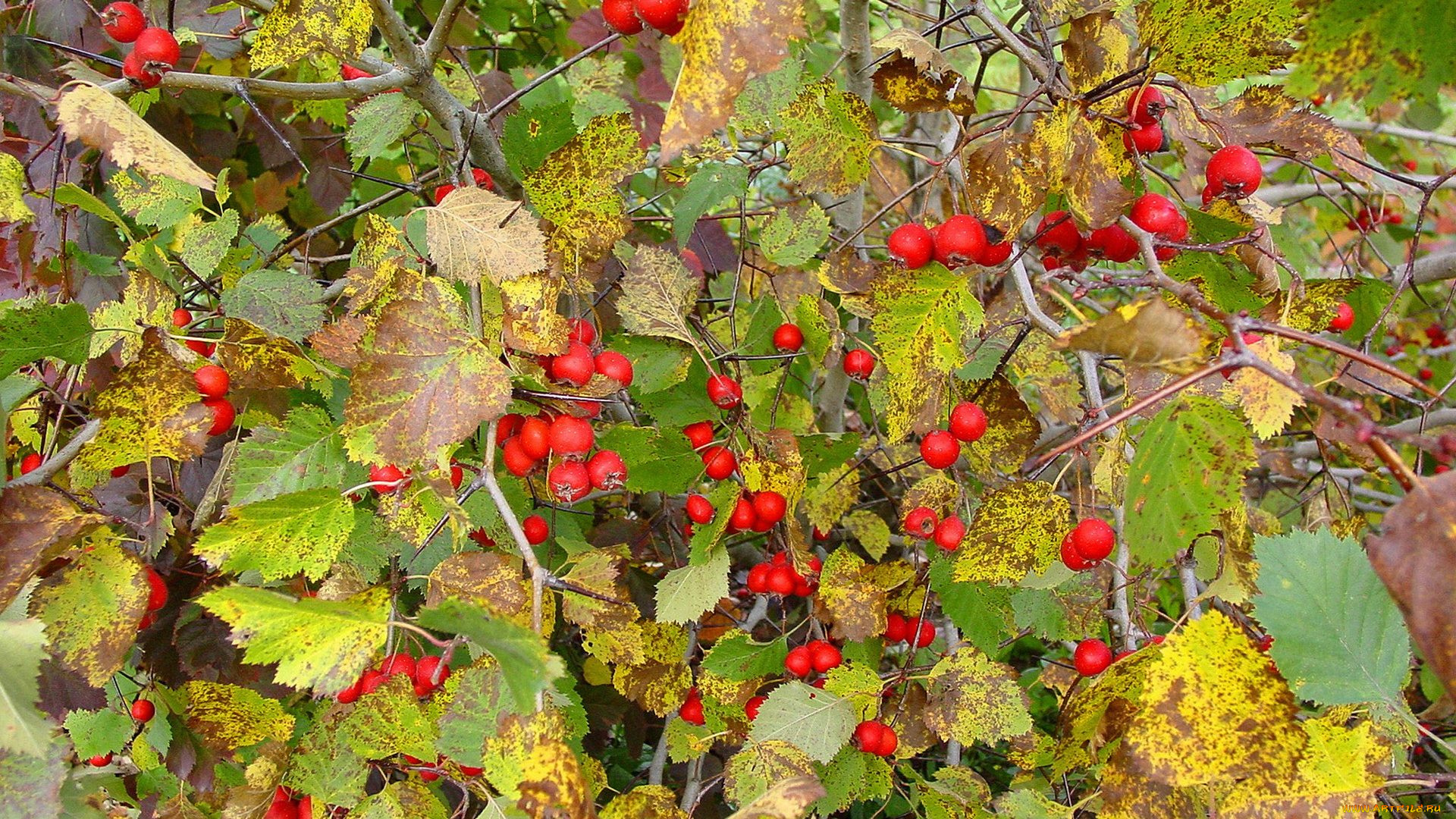 природа, Ягоды, осень, ягоды, листья