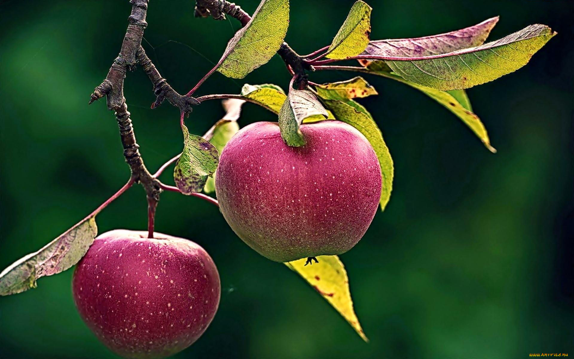 природа, плоды, яблоки
