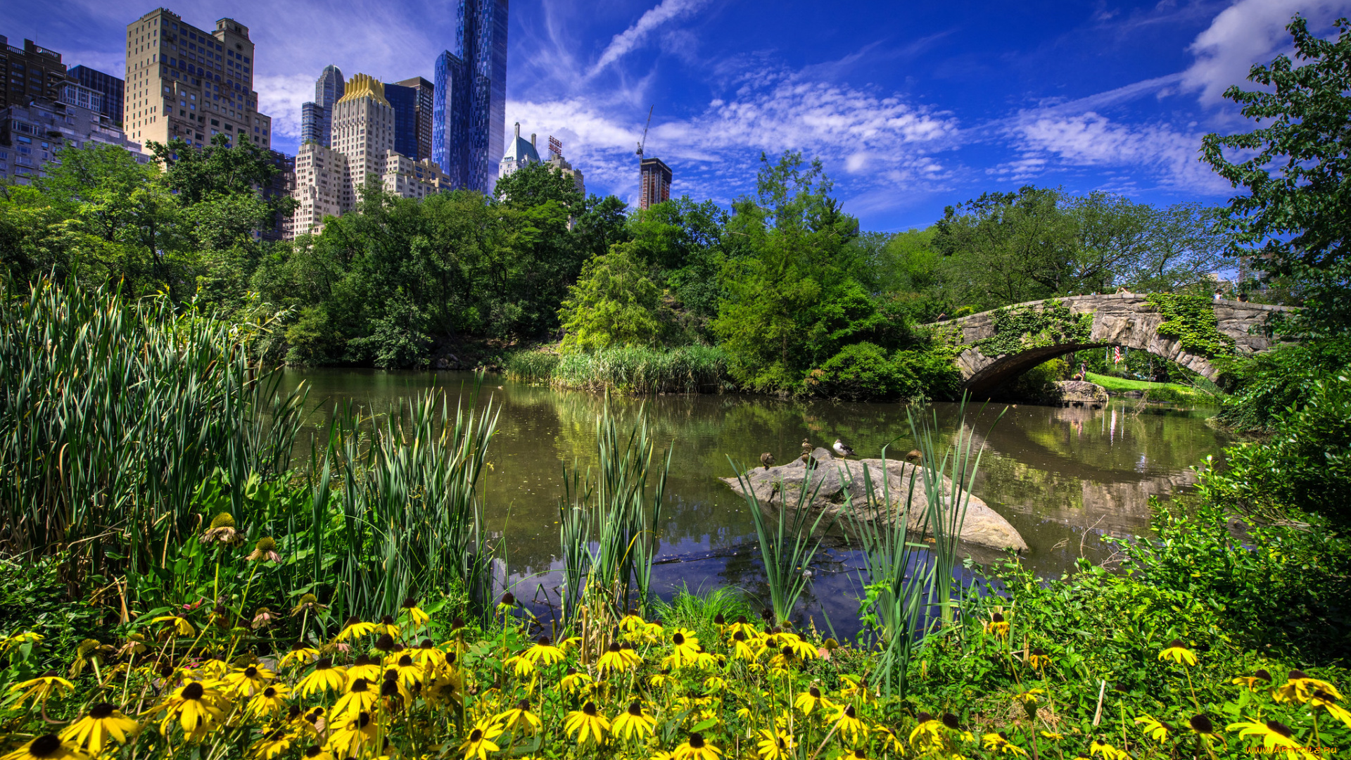 gapstow, bridge, in, central, park, -, new, york, city, города, нью-йорк, , сша, простор