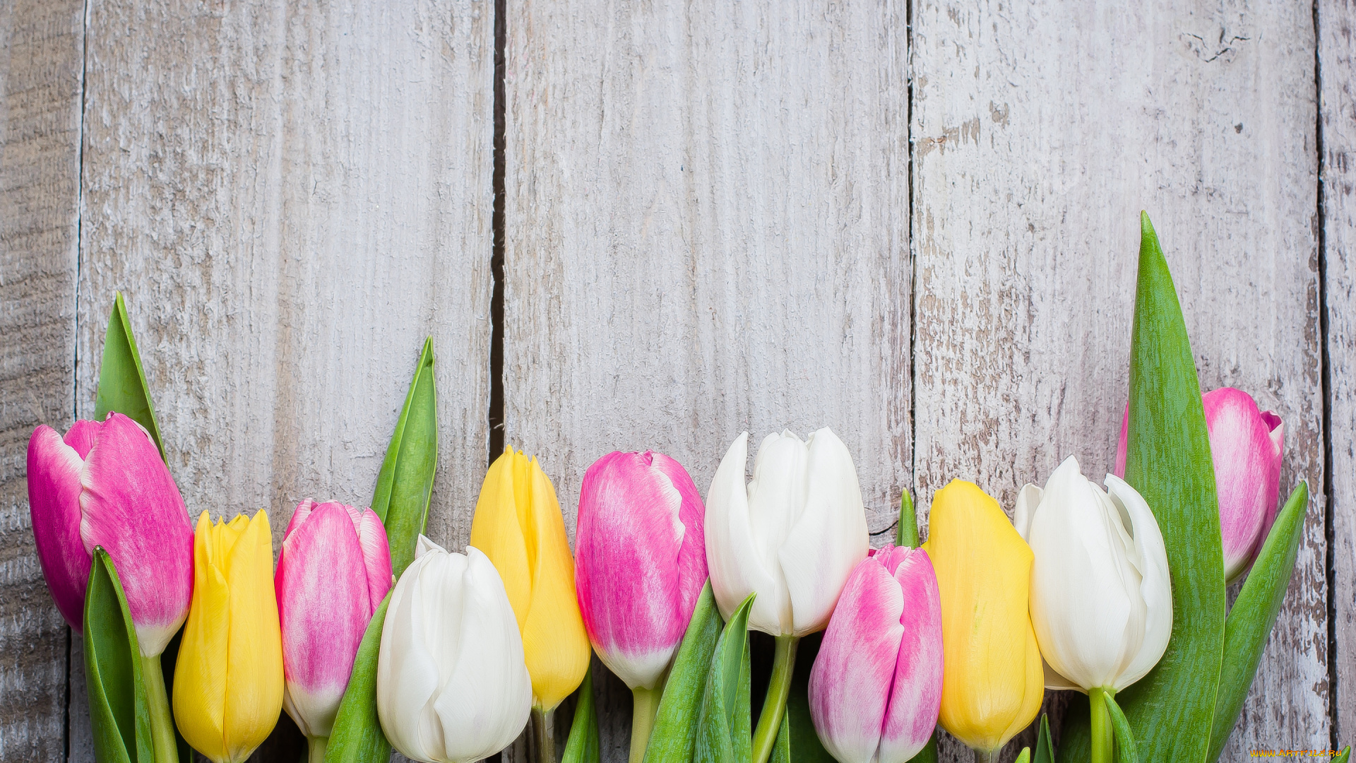 цветы, тюльпаны, доски, colorful, wood, pink, flowers, tulips