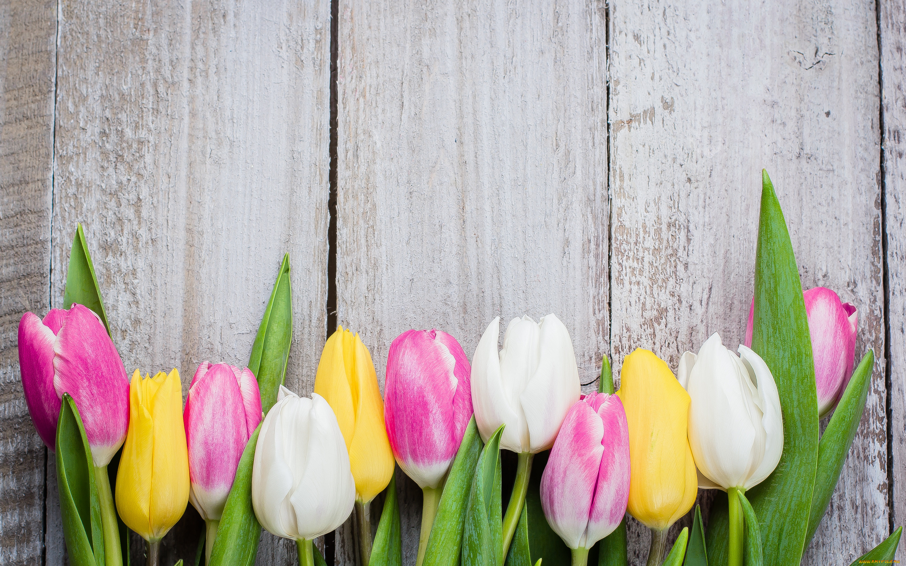 цветы, тюльпаны, доски, colorful, wood, pink, flowers, tulips