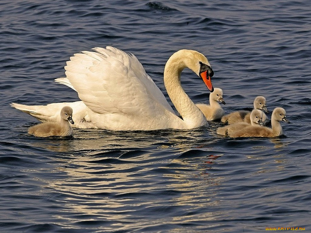 family, of, swans, животные, лебеди