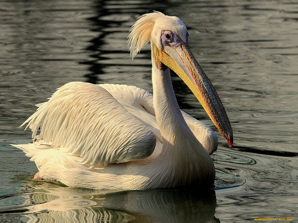 pelican, животные, пеликаны