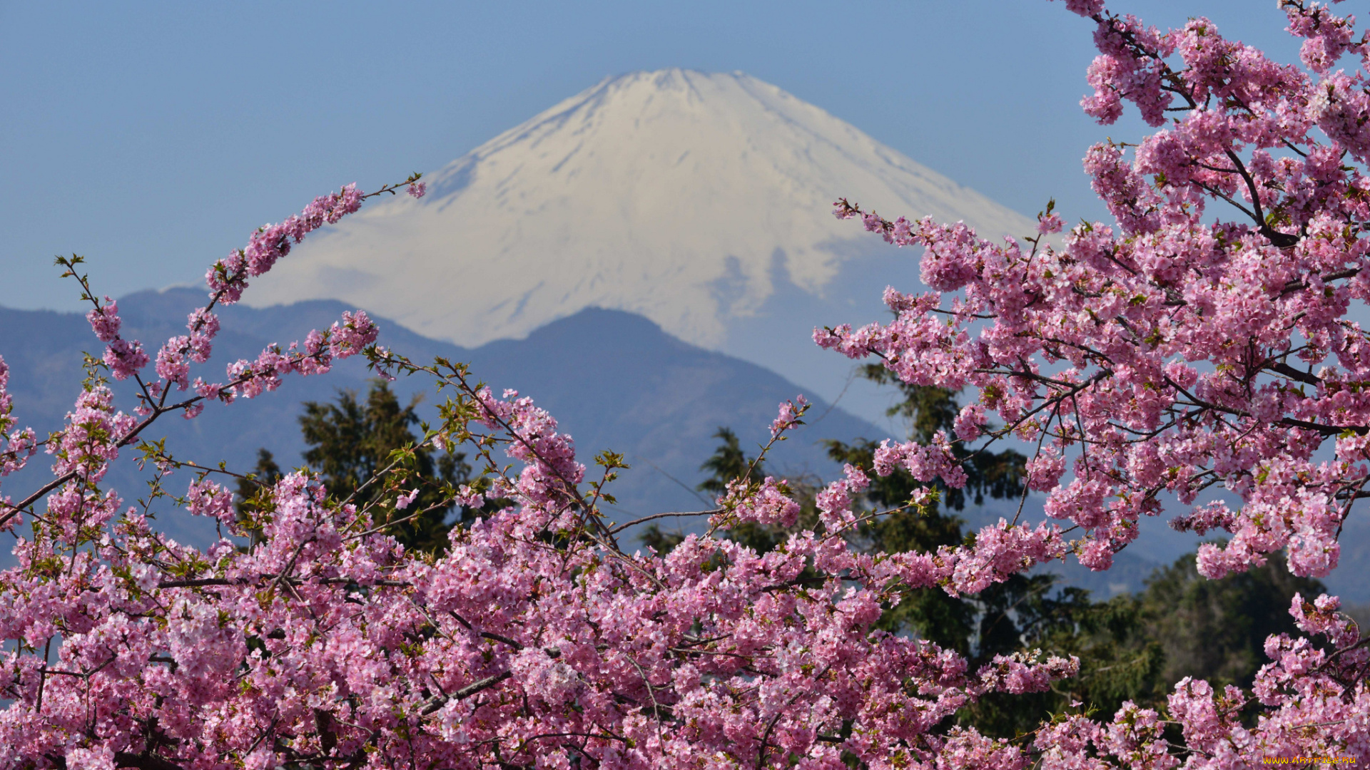 mount, fuji, japan, природа, горы, фудзияма, вулкан, сакура, цветение