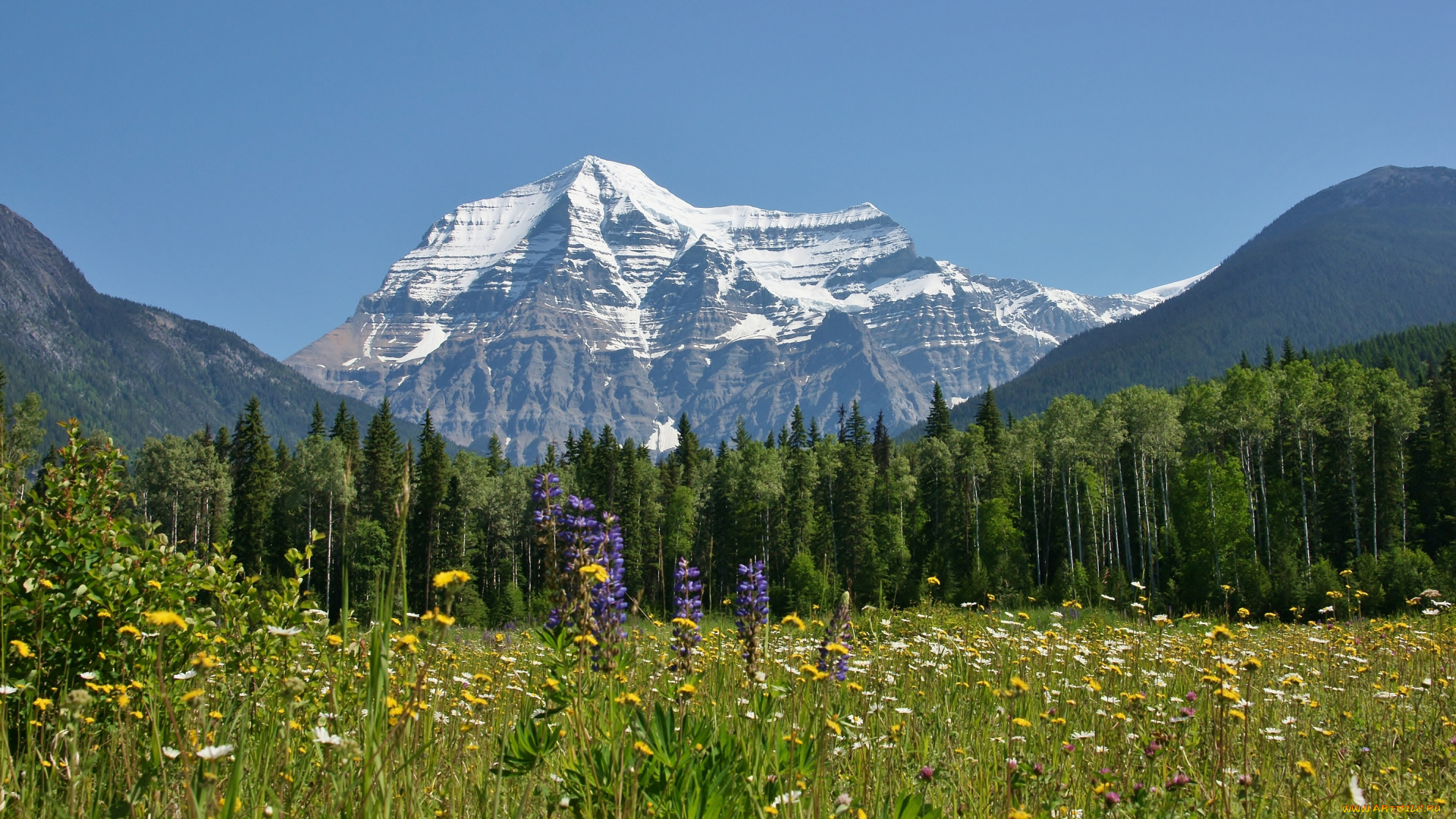 mount, robson, british, columbia, canada, природа, луга, луг, цветы, лес, британская, колумбия, канада, гора, робсон